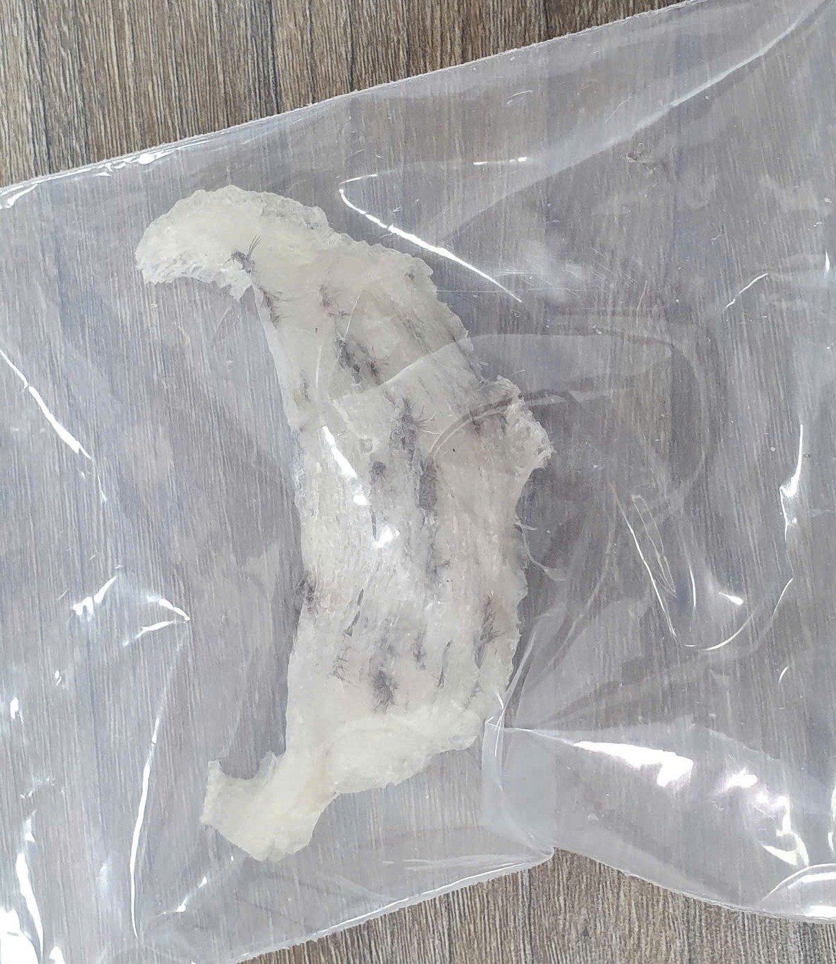 [T95] 1 TỔ THÔ  (7-8gr)