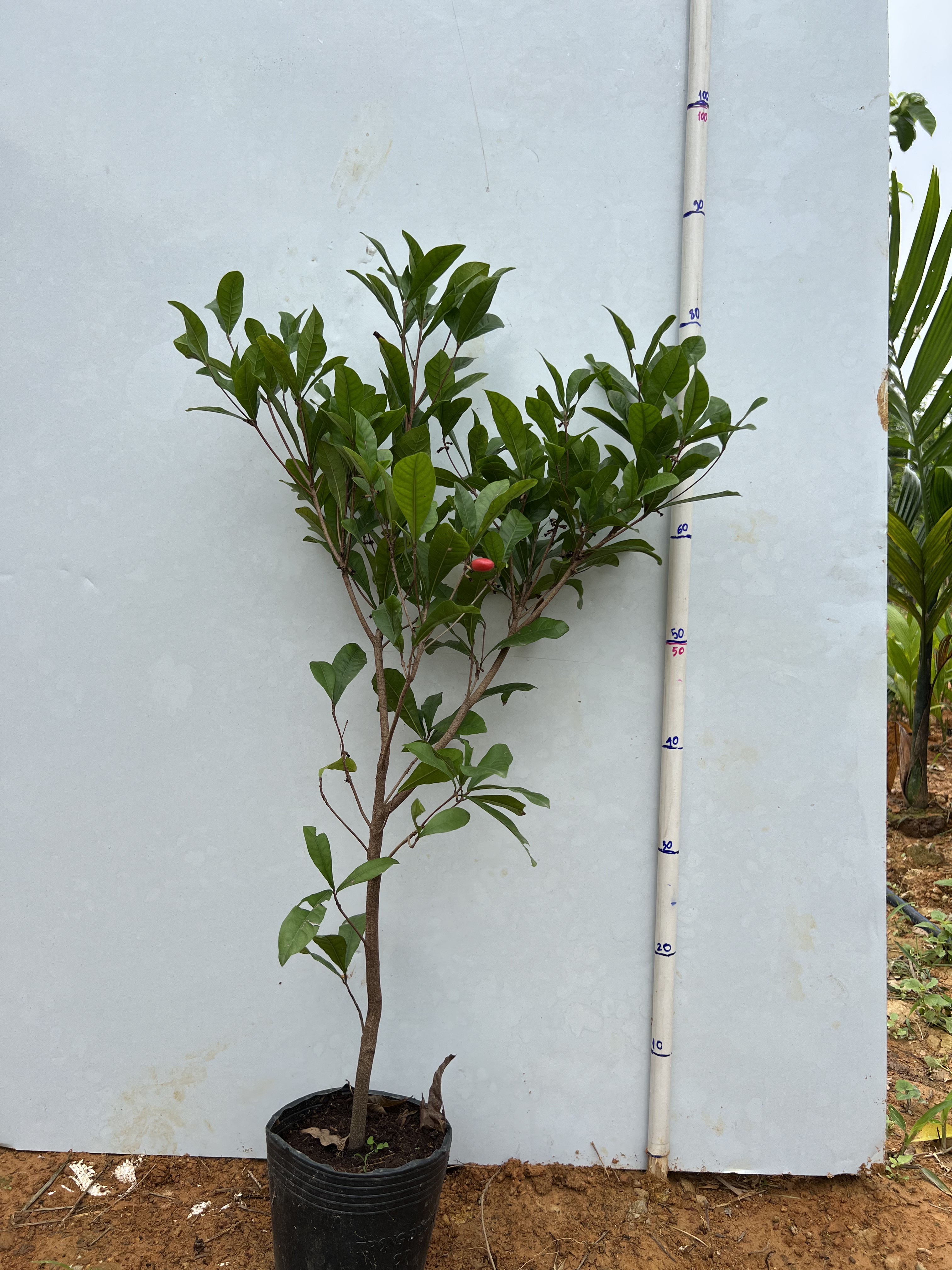 Cây thần kỳ cao 50-60cm PT22 CALATA