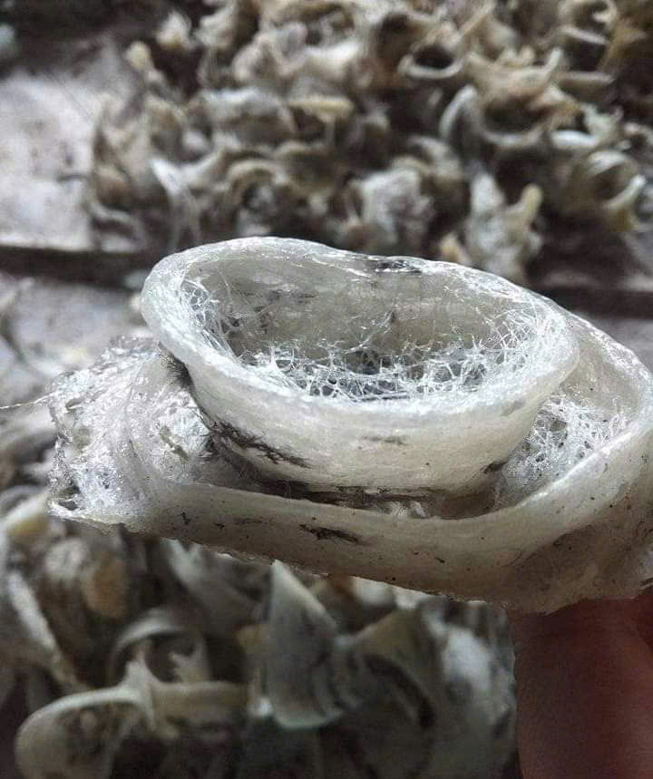 Những Ai Không Nên Ăn Yến Sào?