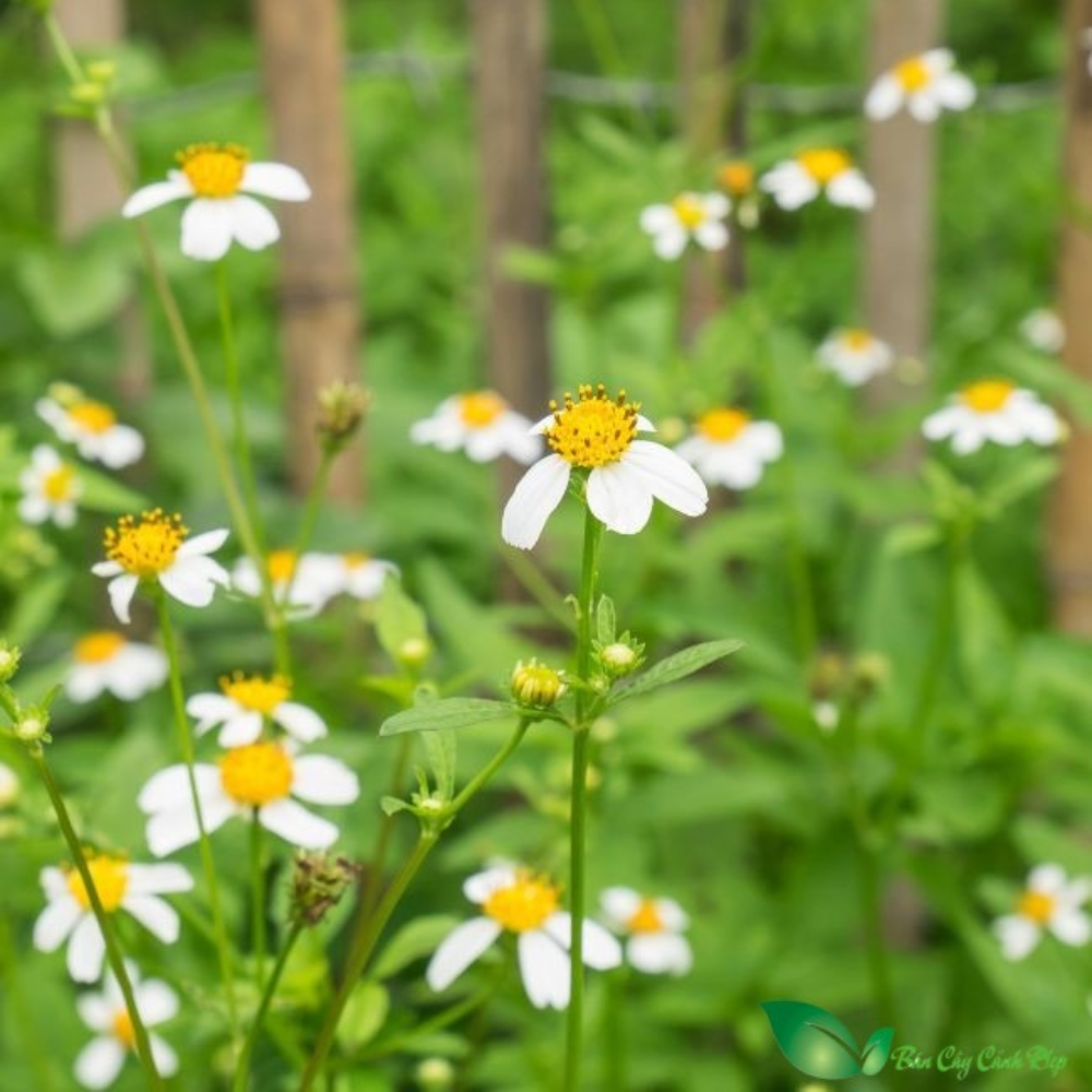 Tác dụng của cây xuyến chi