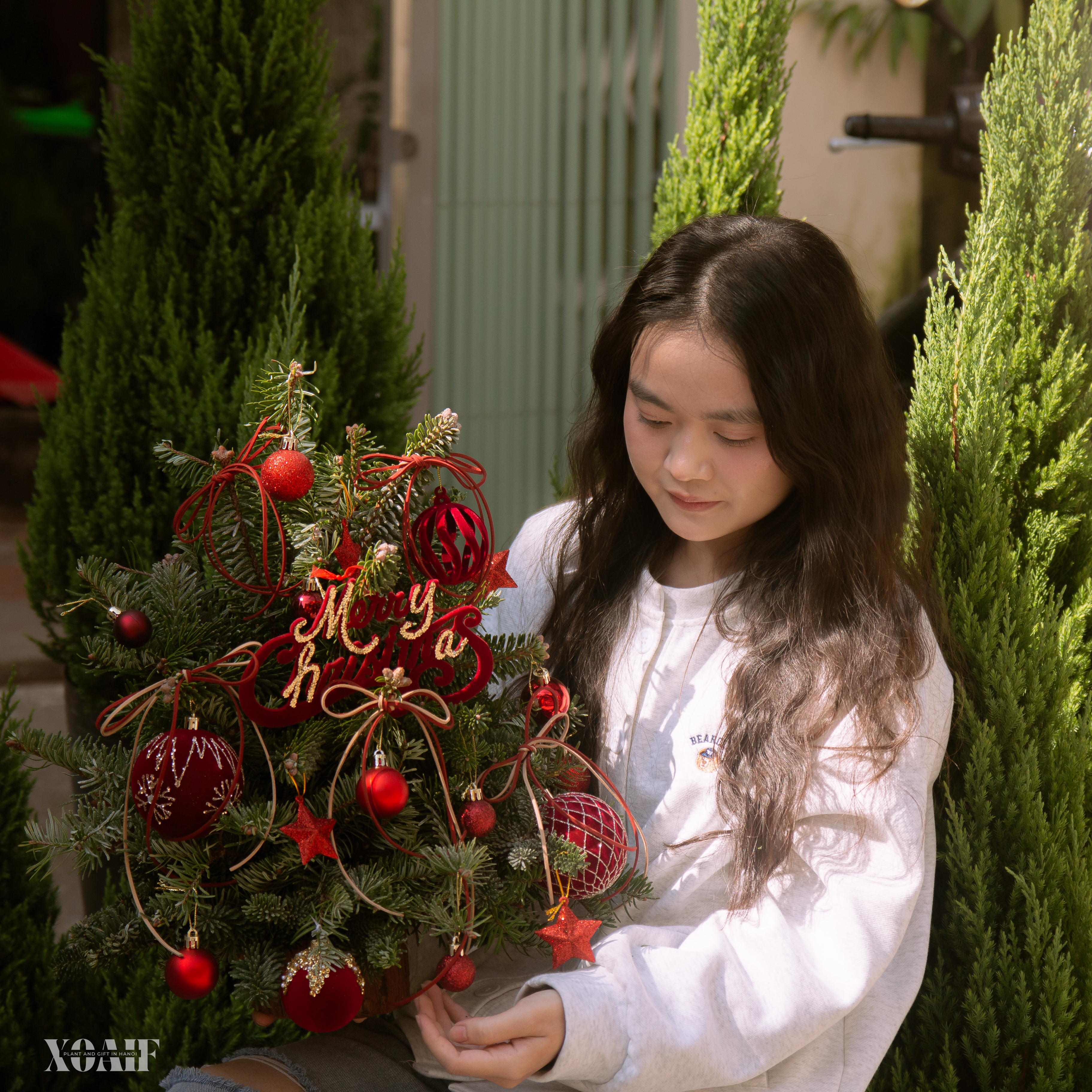 SET THÔNG TƯƠI_thumbnail_2