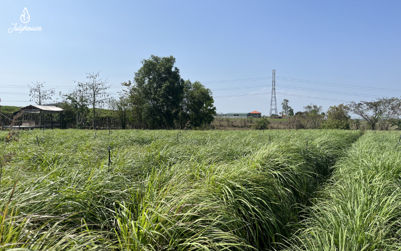 Vòng tuần hoàn từ bã sả chanh – Giải pháp bền vững tại Julyhouse