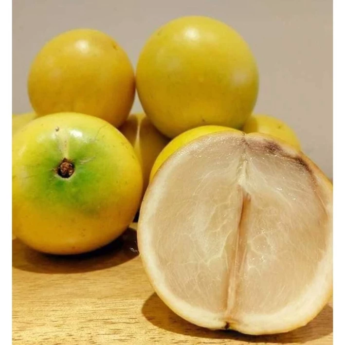 Vú Sữa Hoàng Kim_thumbnail_1