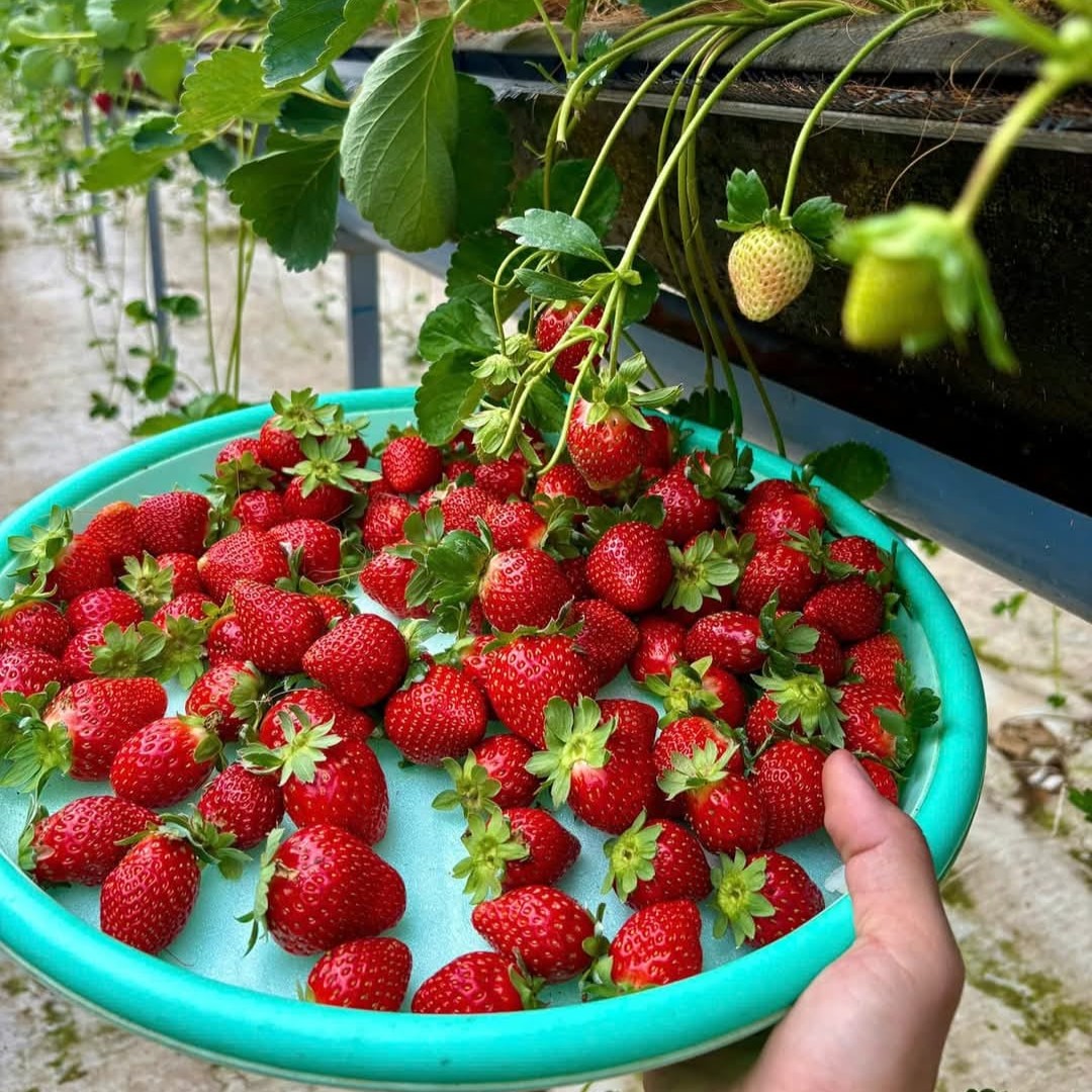 Dâu Sky Nhật_thumbnail_2