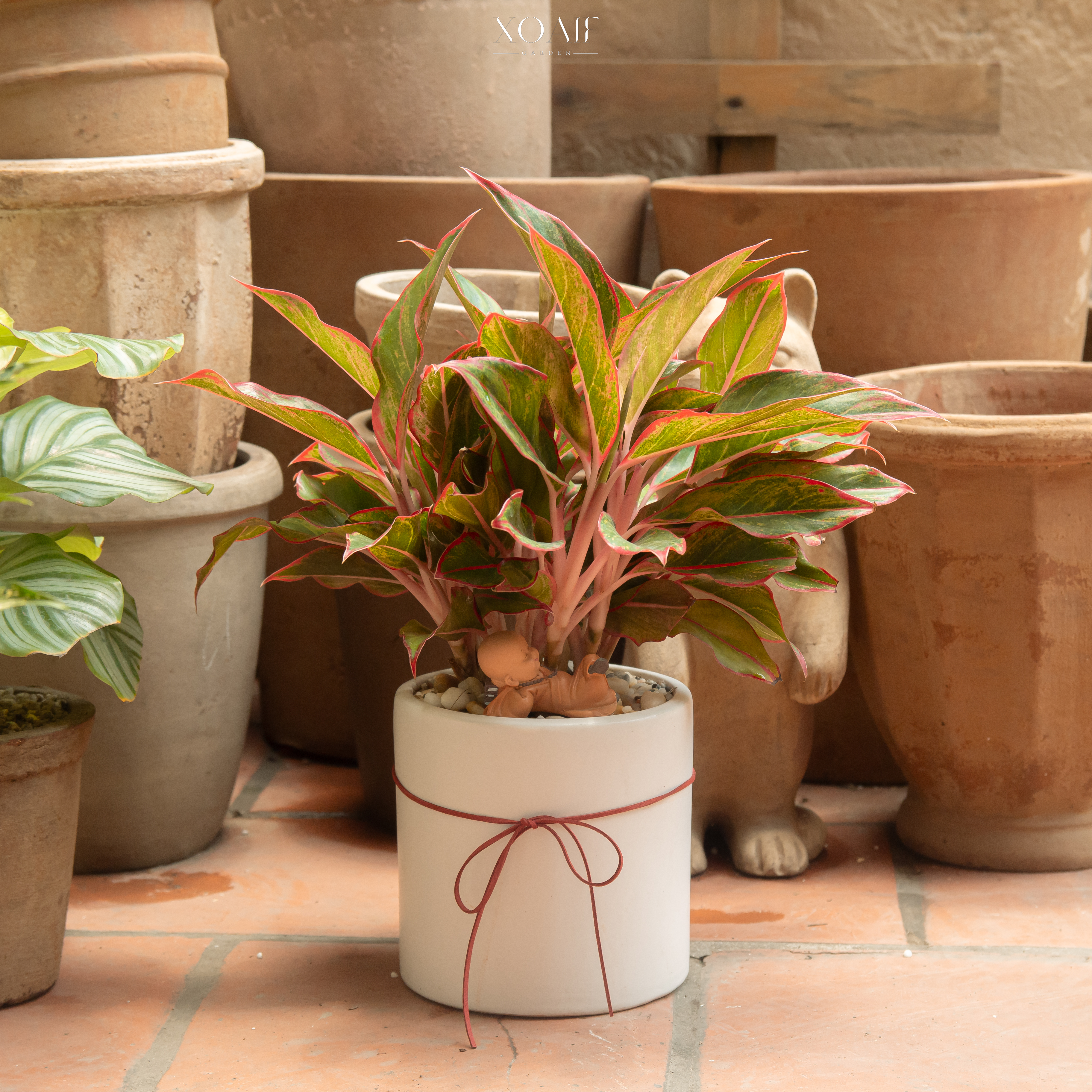 Cây cảnh hợp mệnh Thủy – Khi thiên nhiên trở thành lá bùa bình an!