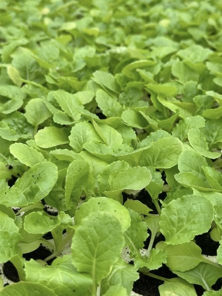 Cải nhún_thumbnail_2