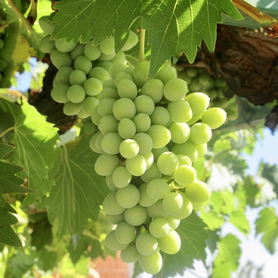 Nho Xanh Chile_thumbnail_3