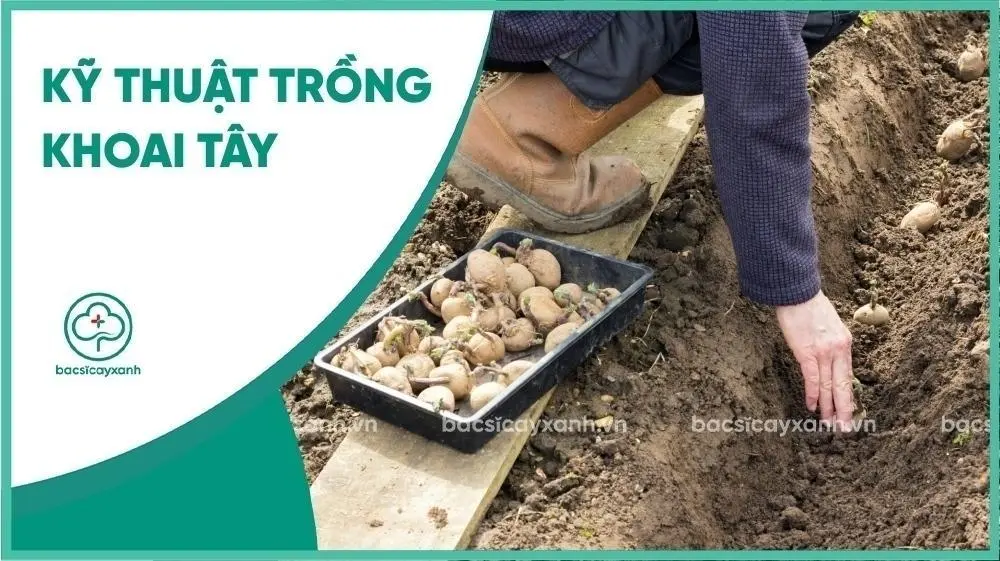 Kỹ thuật trồng khoai tây từ củ mọc mầm