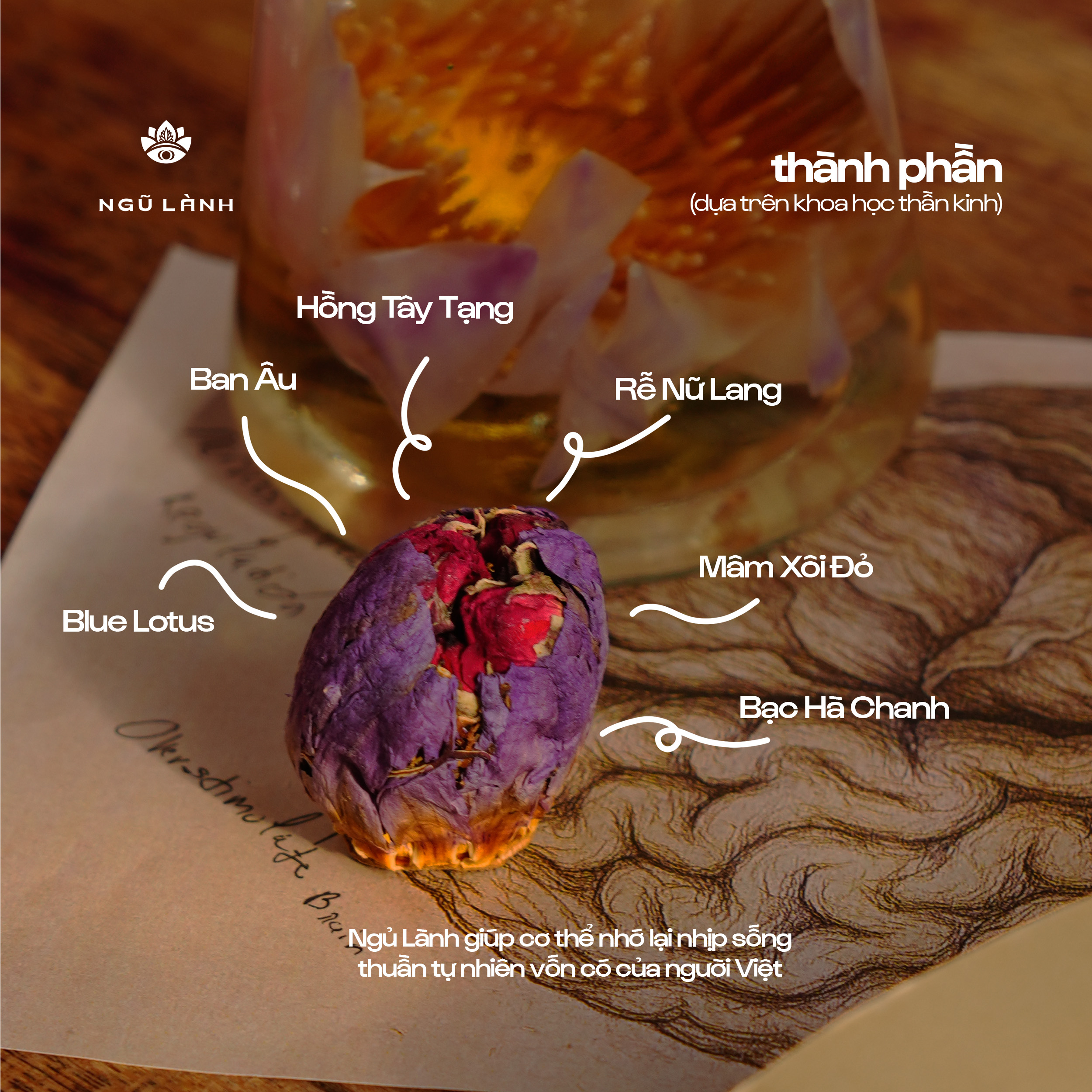Trà Ngũ Lành - Giảm Căng Thẳng & Điều Hòa Thần Kinh & Ngủ Sâu Tự Nhiên | Natural’s Heal_thumbnail_4