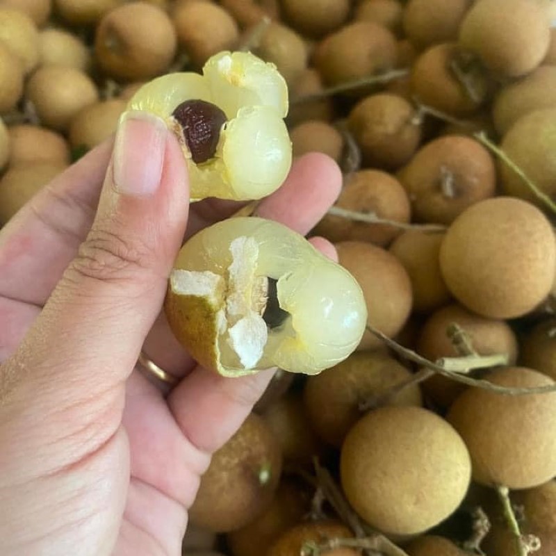 Thanh Nhãn_thumbnail_1