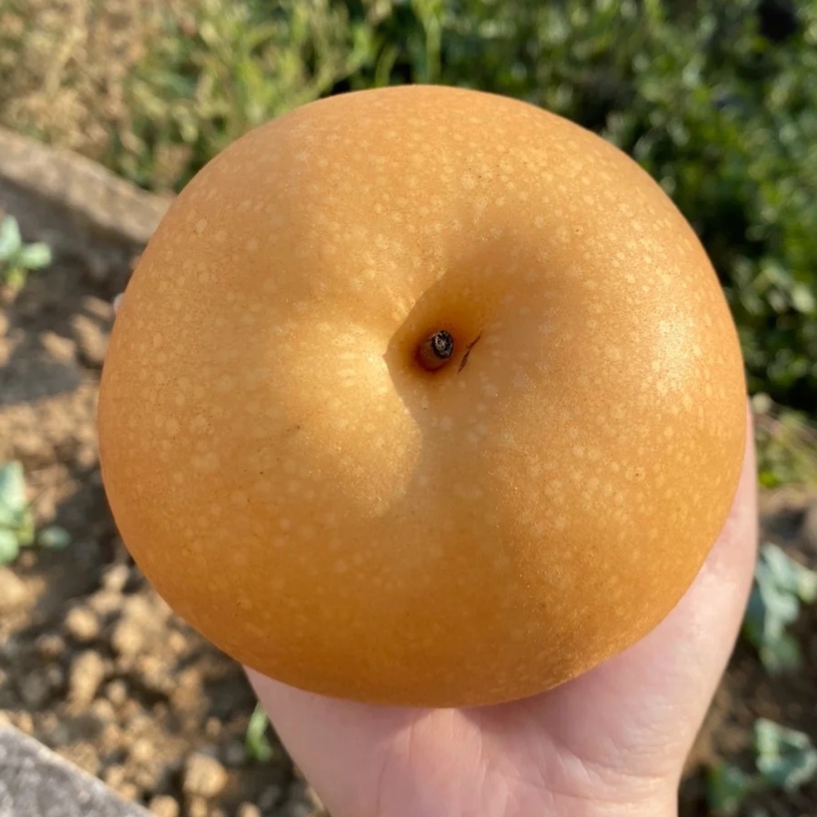 Lê Hàn Quốc_thumbnail_2