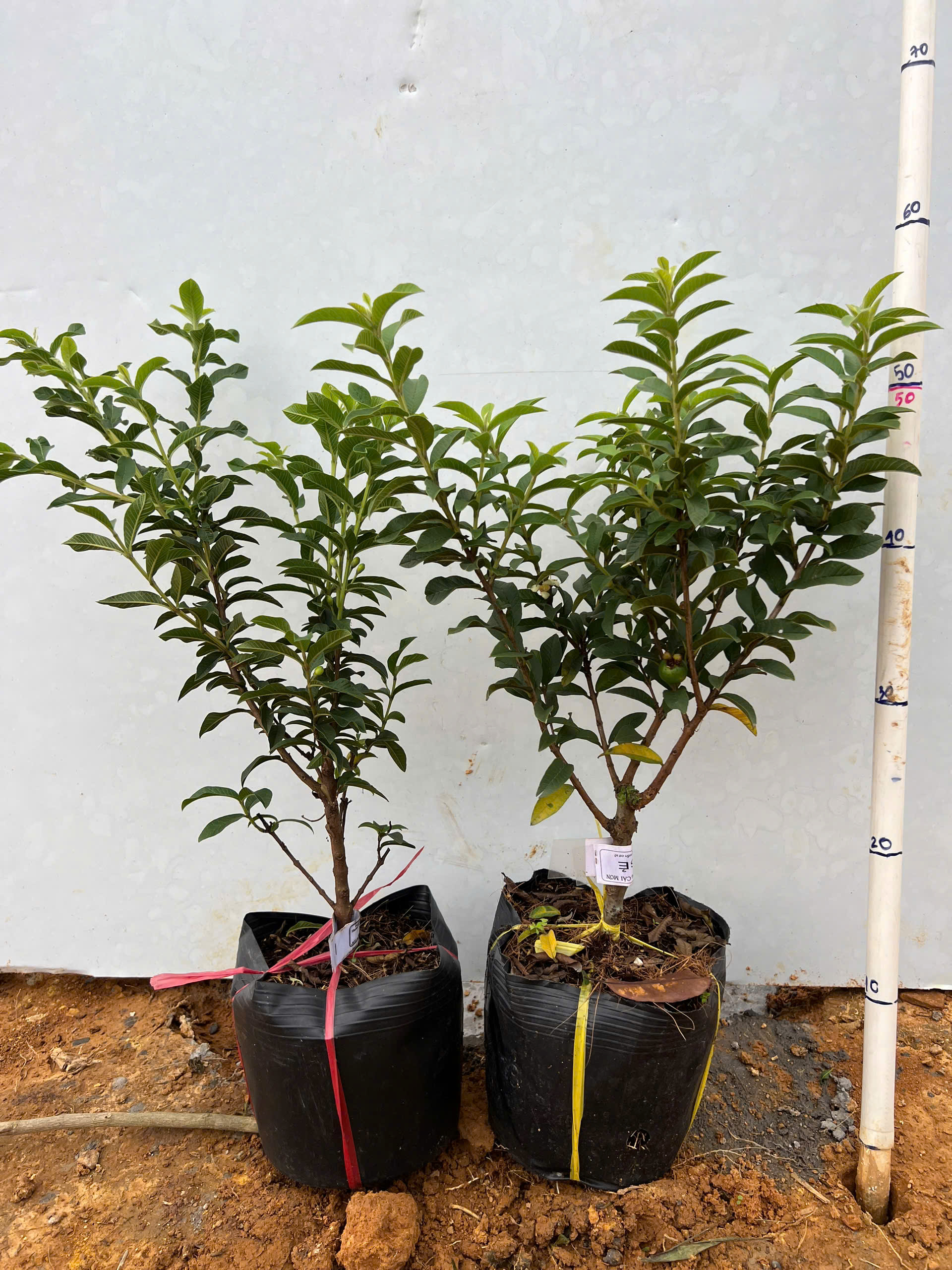 Ổi sẻ (ổi lá rí) cao 20-25cm PT04 CALATA