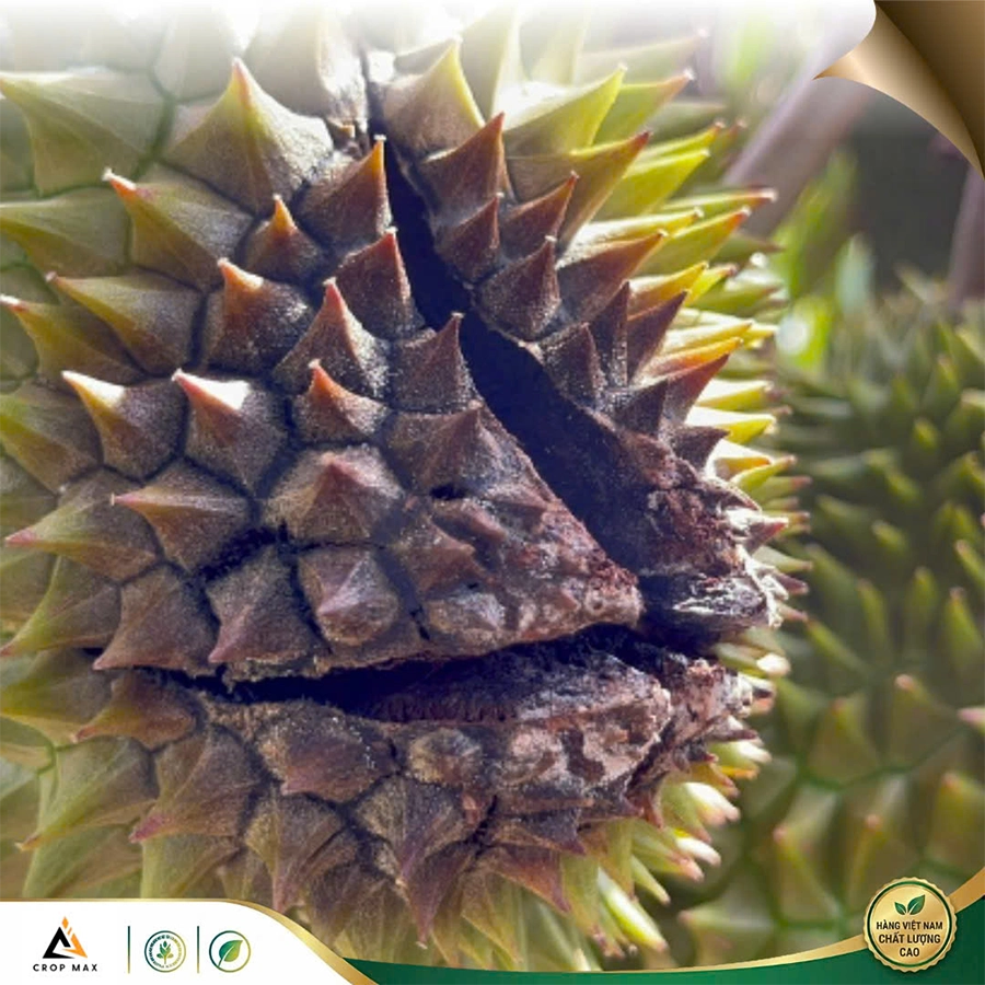 DIME 800 – Giải pháp chuyên sâu trị mốc sương, sạch bệnh – khỏe cây_thumbnail_5