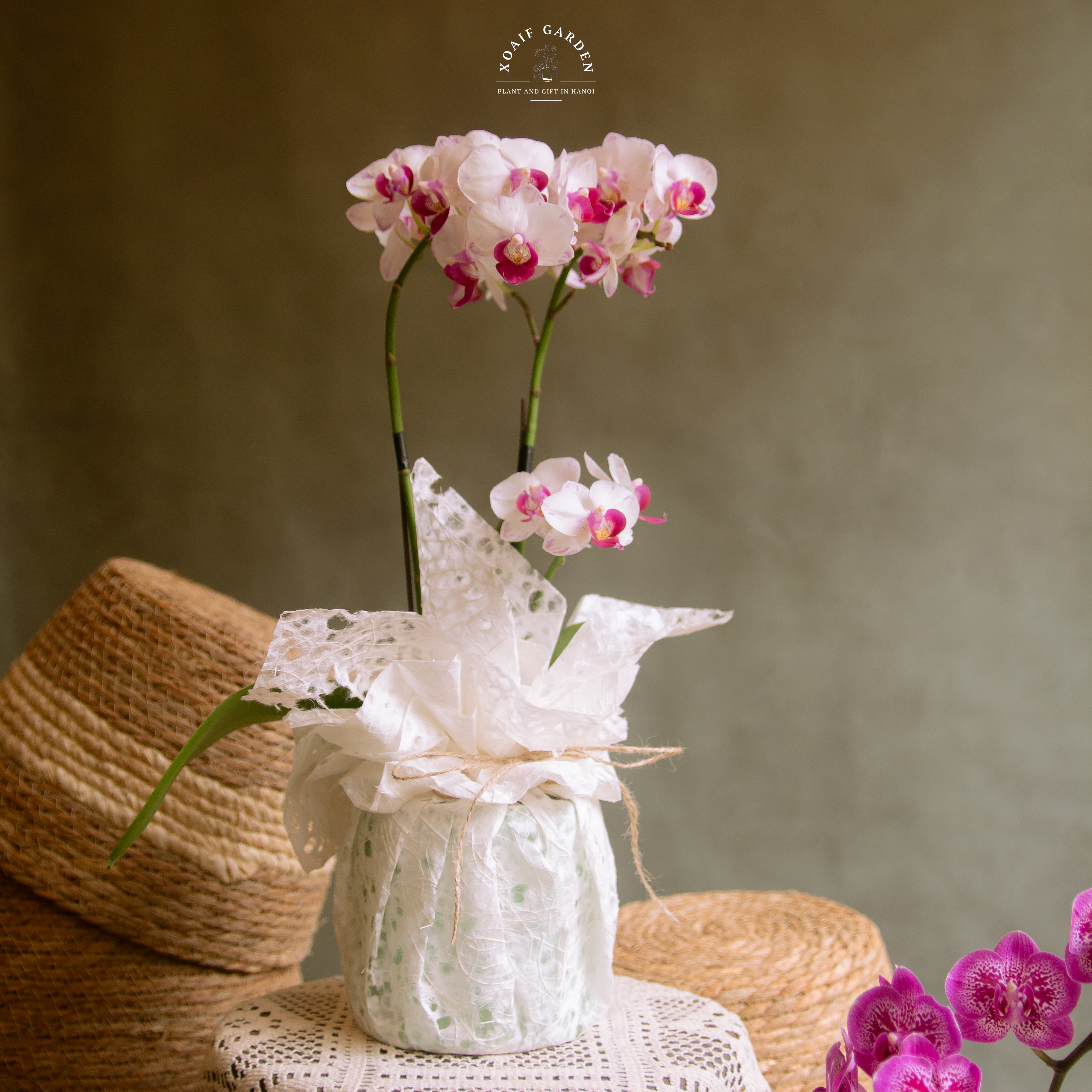 SET QUÀ TẶNG HOA LAN HỒ ĐIỆP GÓI GIẤY ( LƯỚI)