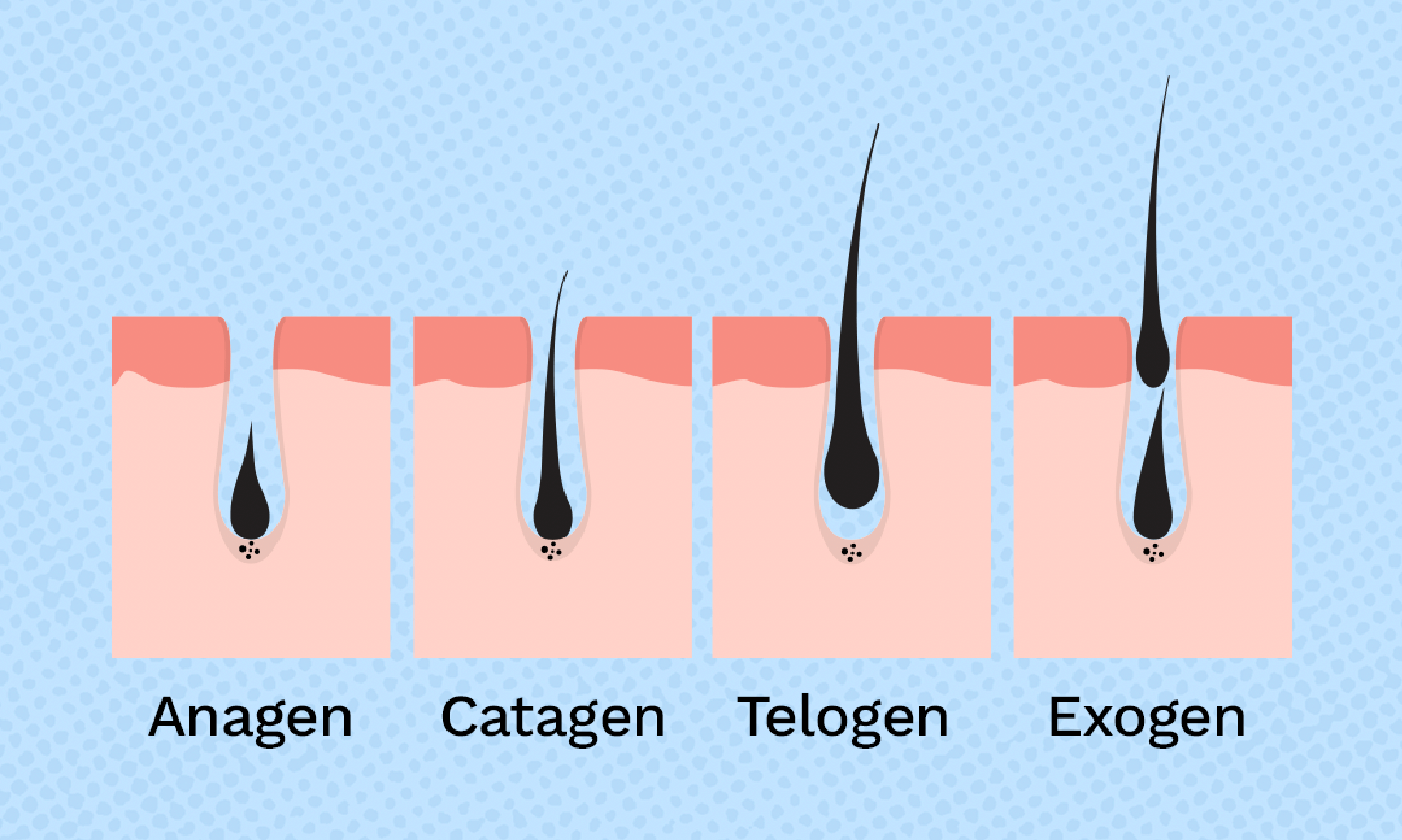Chu kỳ mọc tóc: Hiểu để chăm sóc tóc đúng cách và hiệu quả