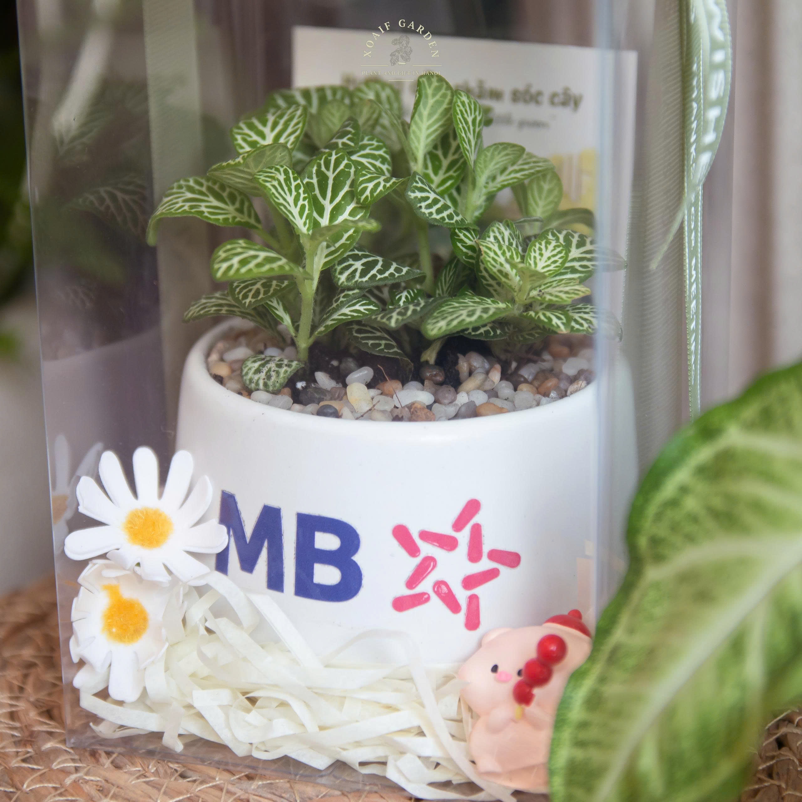 HỘP QUÀ SEN ĐÁ (XƯƠNG RỒNG) SIZE S_thumbnail_2