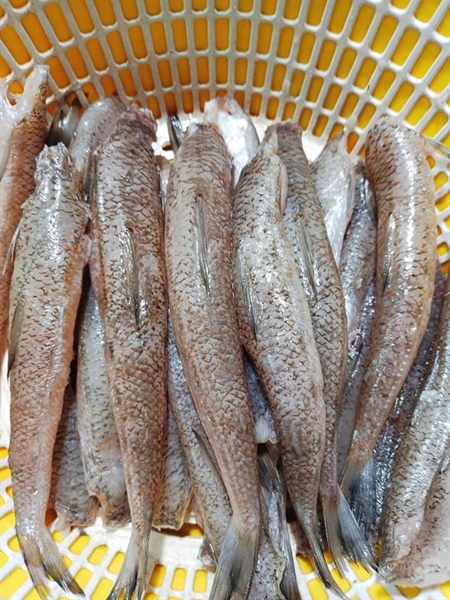 Cá bống biển làm sạch