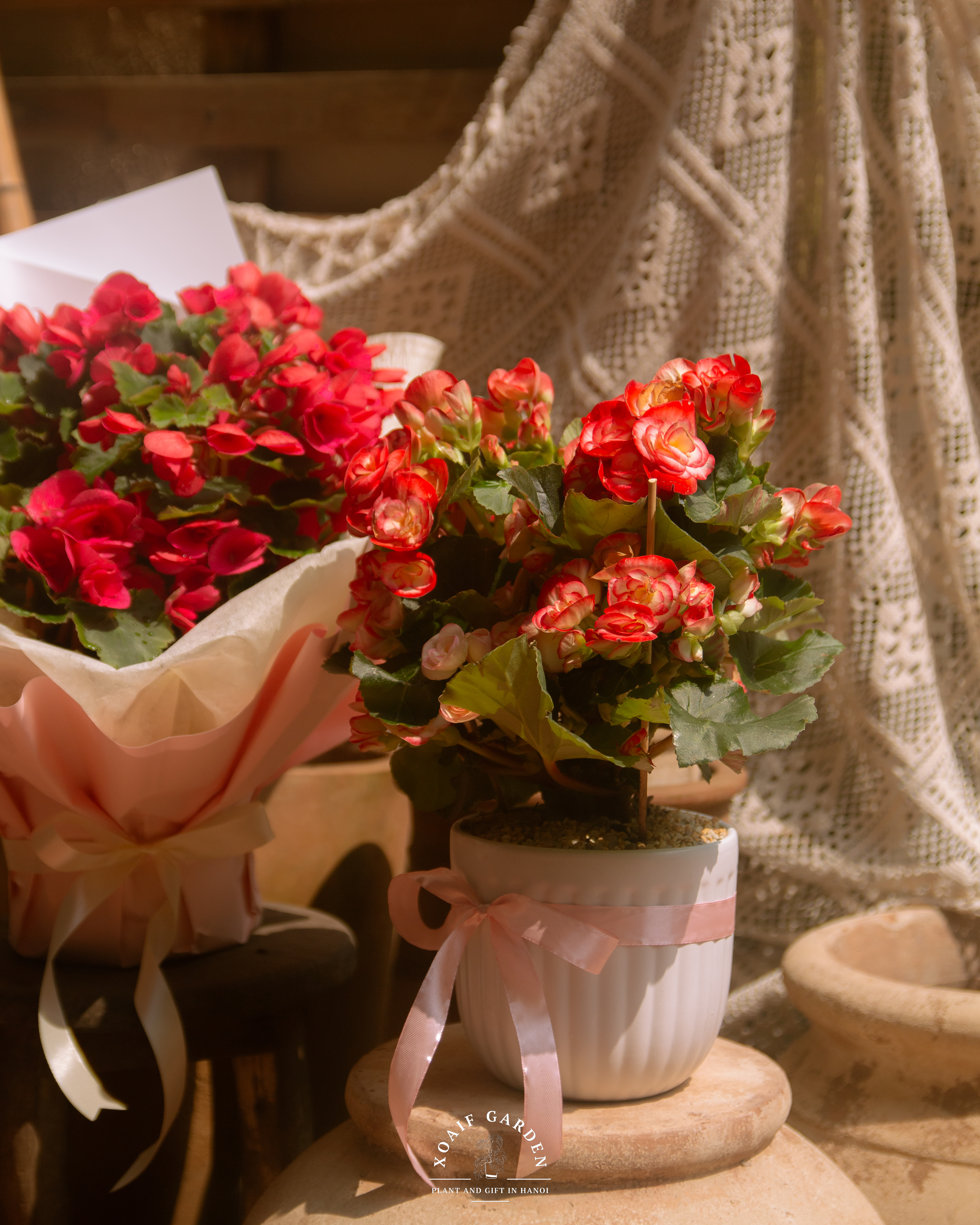 SET QUÀ TẶNG CÂY THU HẢI ĐƯỜNG_thumbnail_3