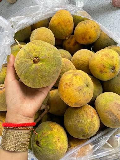 Santo ngọt cây cao 30-40cm STN-01 CALATA_thumbnail_2