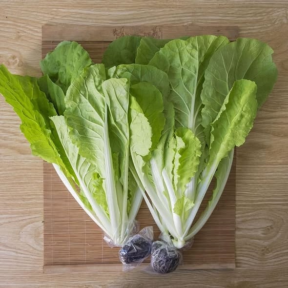 Cải nhún_thumbnail_3