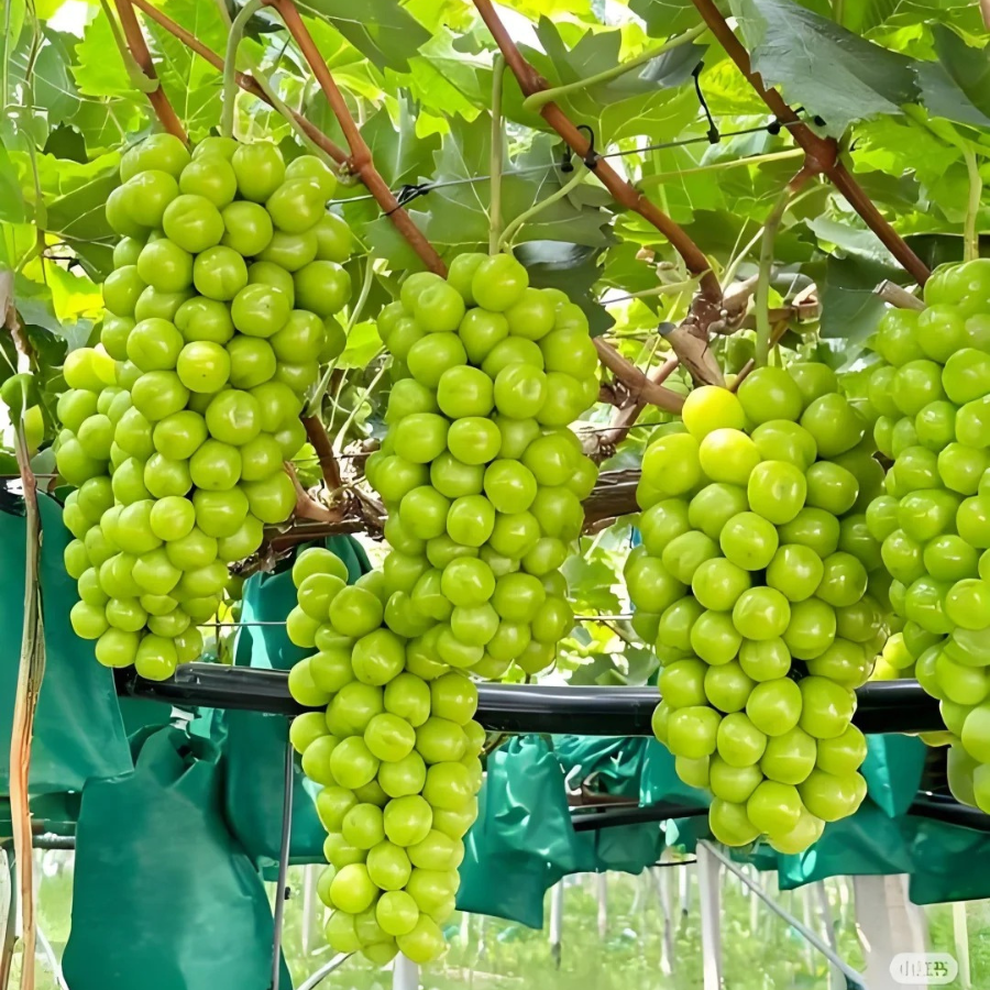 Nho Sữa - Đài Loan_thumbnail_1