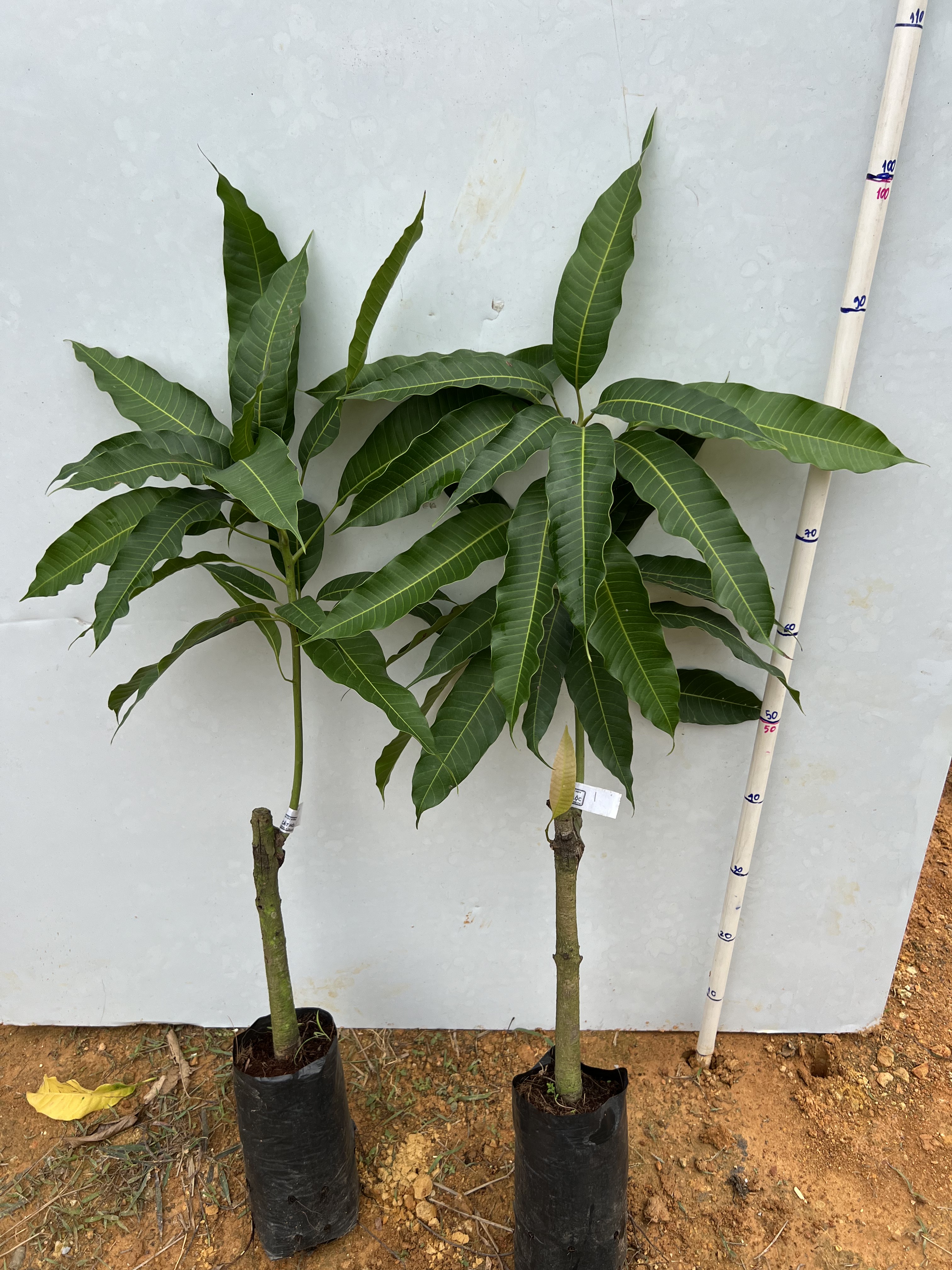 Xoài cát Hoà Lộc cao 55-70cm PT48 CALATA_thumbnail_6