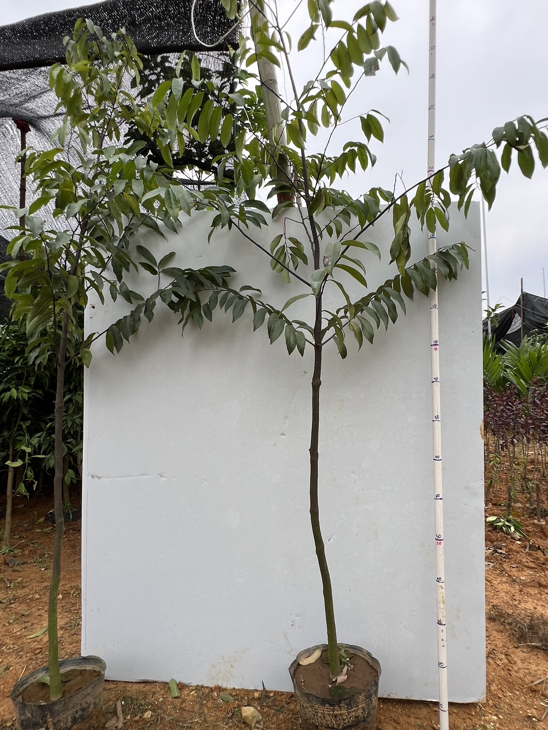 Thị cao 1-1,5m PT104 CALATA