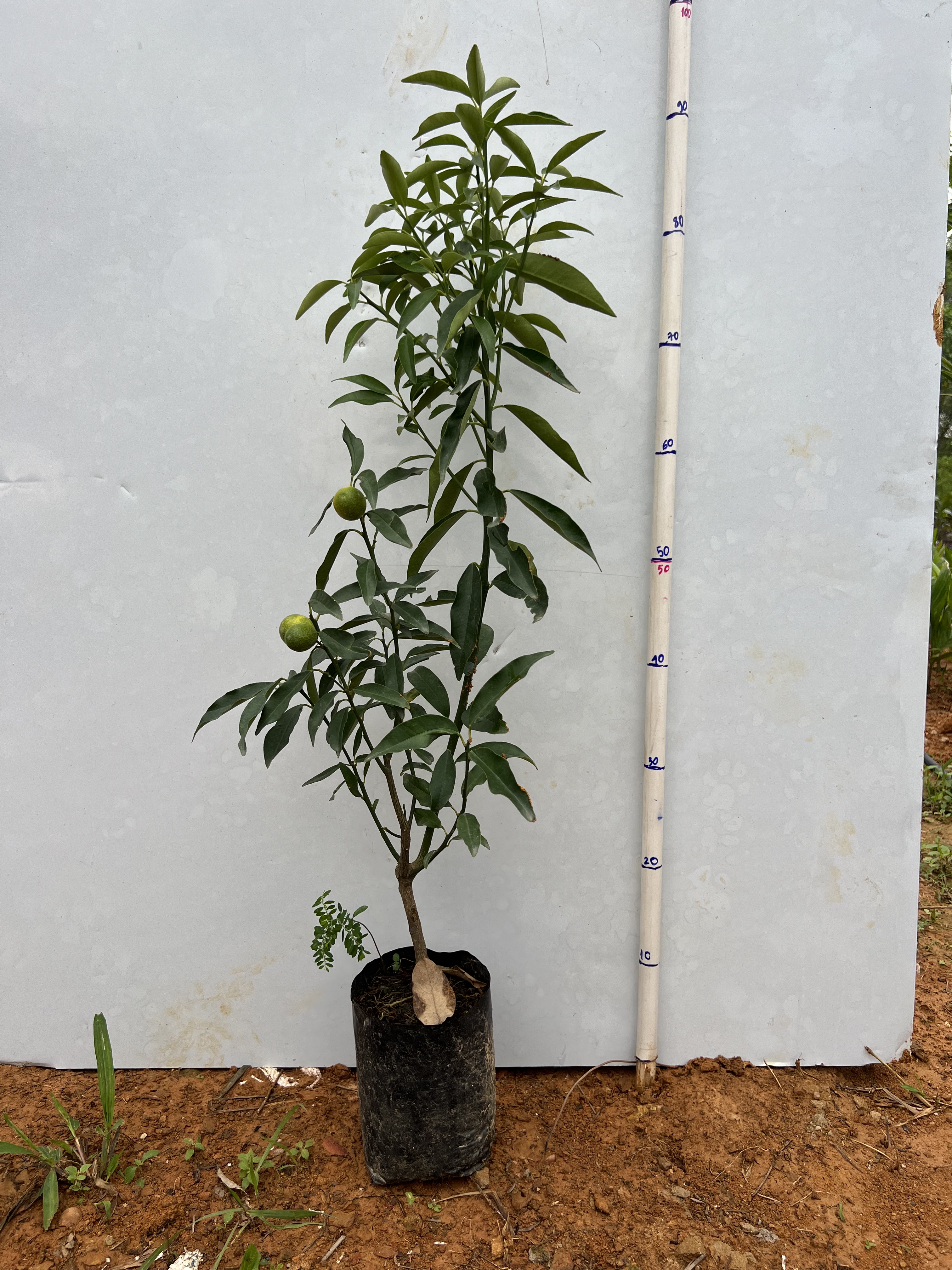 Tắc vỏ ngọt cao 20-30cm PT08 CALATA