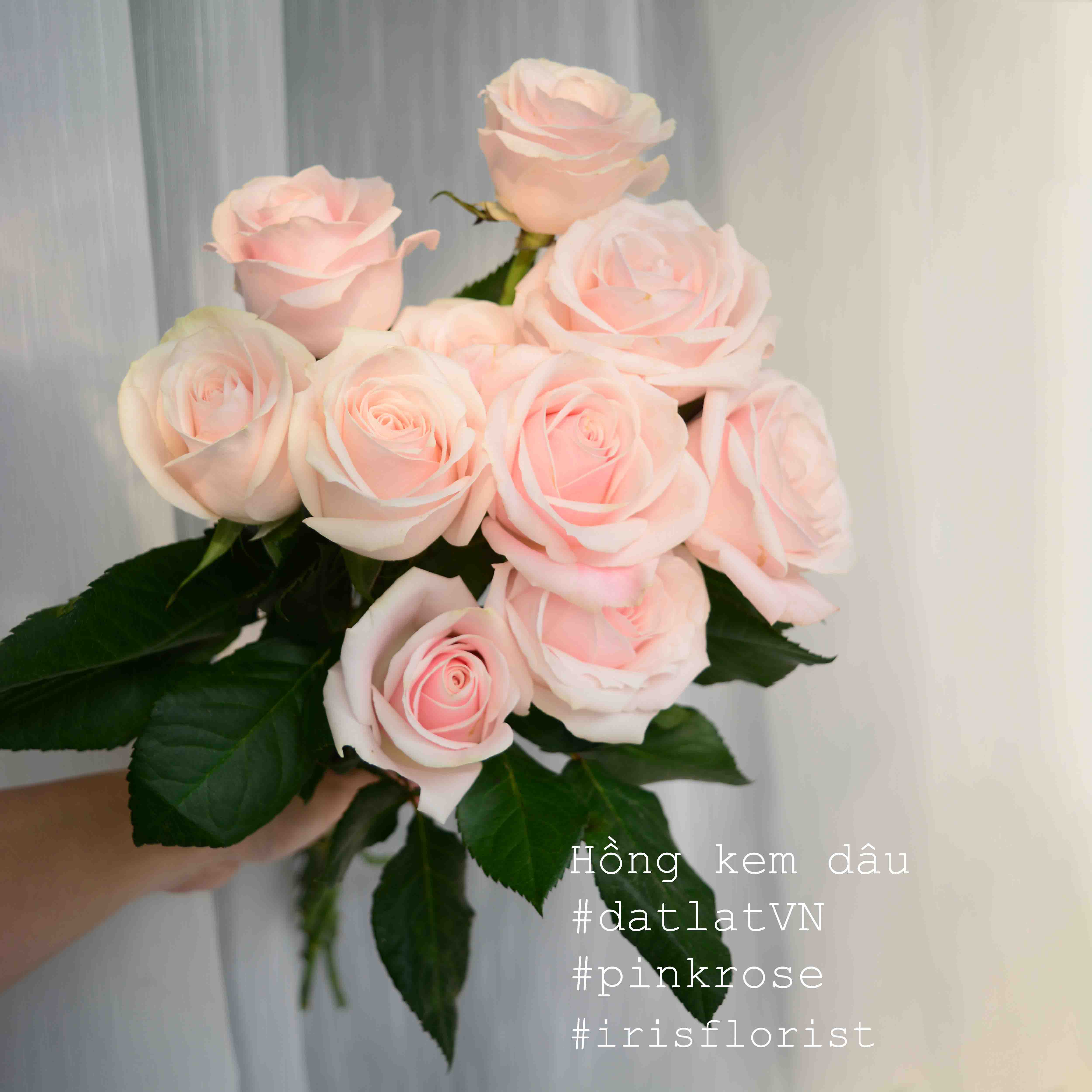 Hồng kem dâu (Đà Lạt)_12