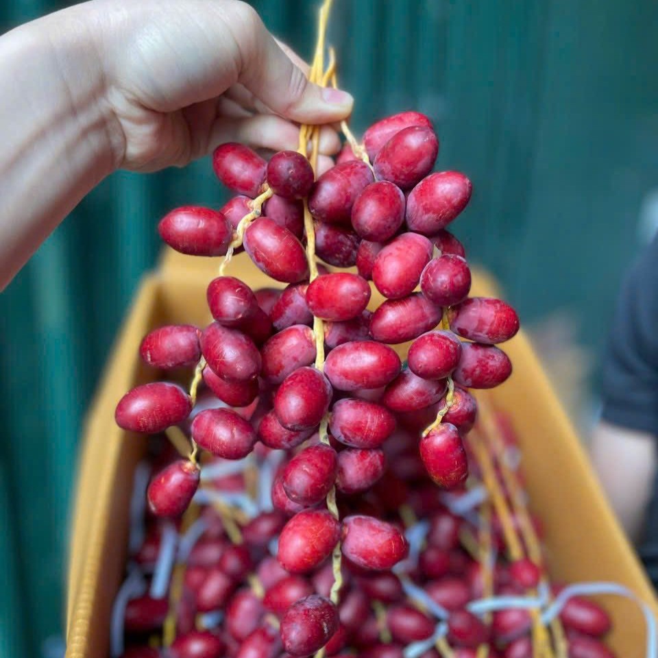 Chà Là Đỏ_thumbnail_1