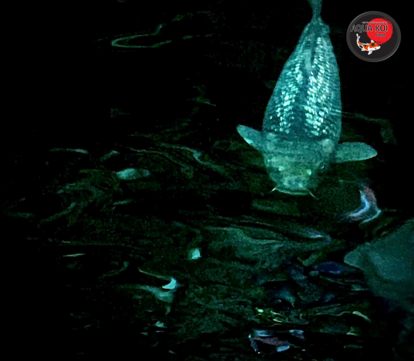 Xử Lý Khẩn Cấp Hồ Cá Koi Bị Nước Mưa Tràn Vào Mùa Bão