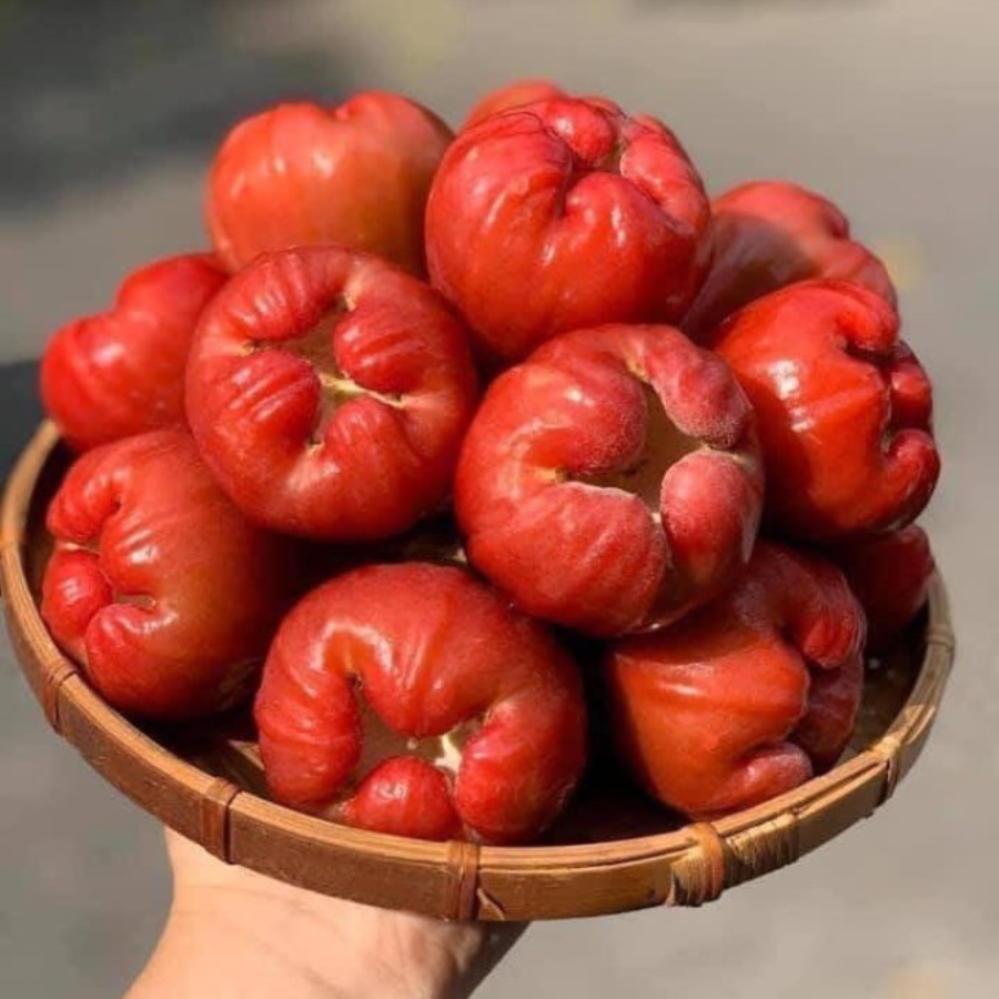 Mận an phước_thumbnail_1