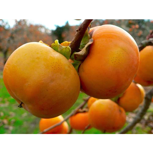 Hồng Giòn_thumbnail_1