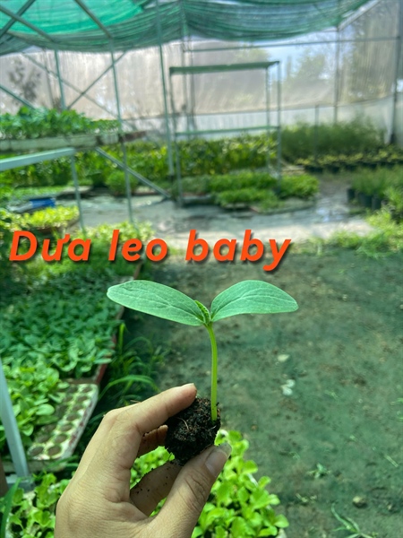 Dưa leo baby