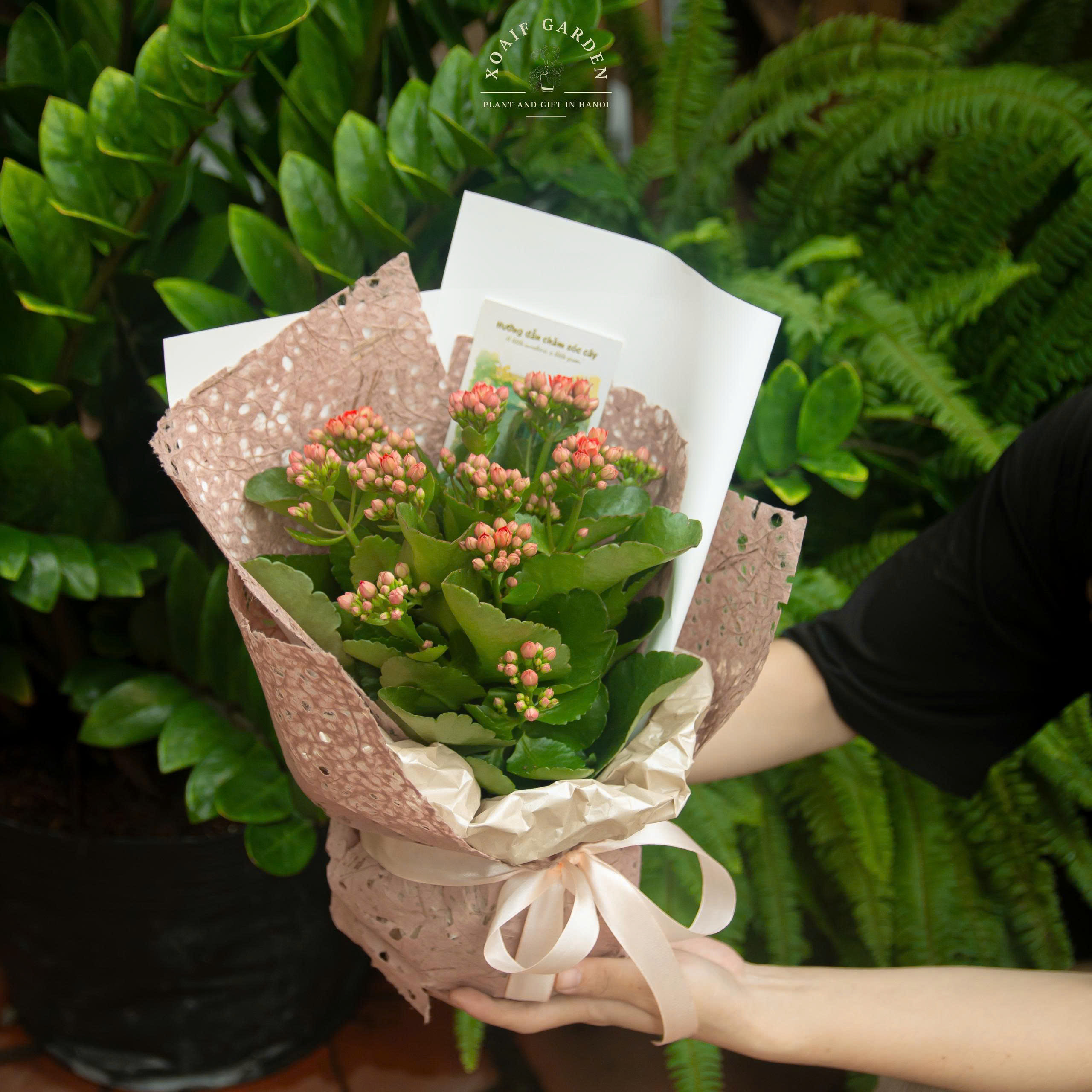 SET QUÀ TẶNG CÂY HOA SỐNG ĐỜI