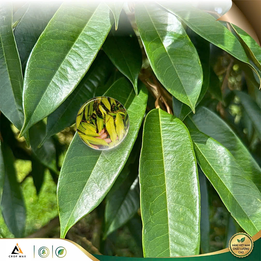 ZINC MAX – Giải pháp vi lượng toàn diện, xanh lá – dày lá – hết vàng lá_thumbnail_2