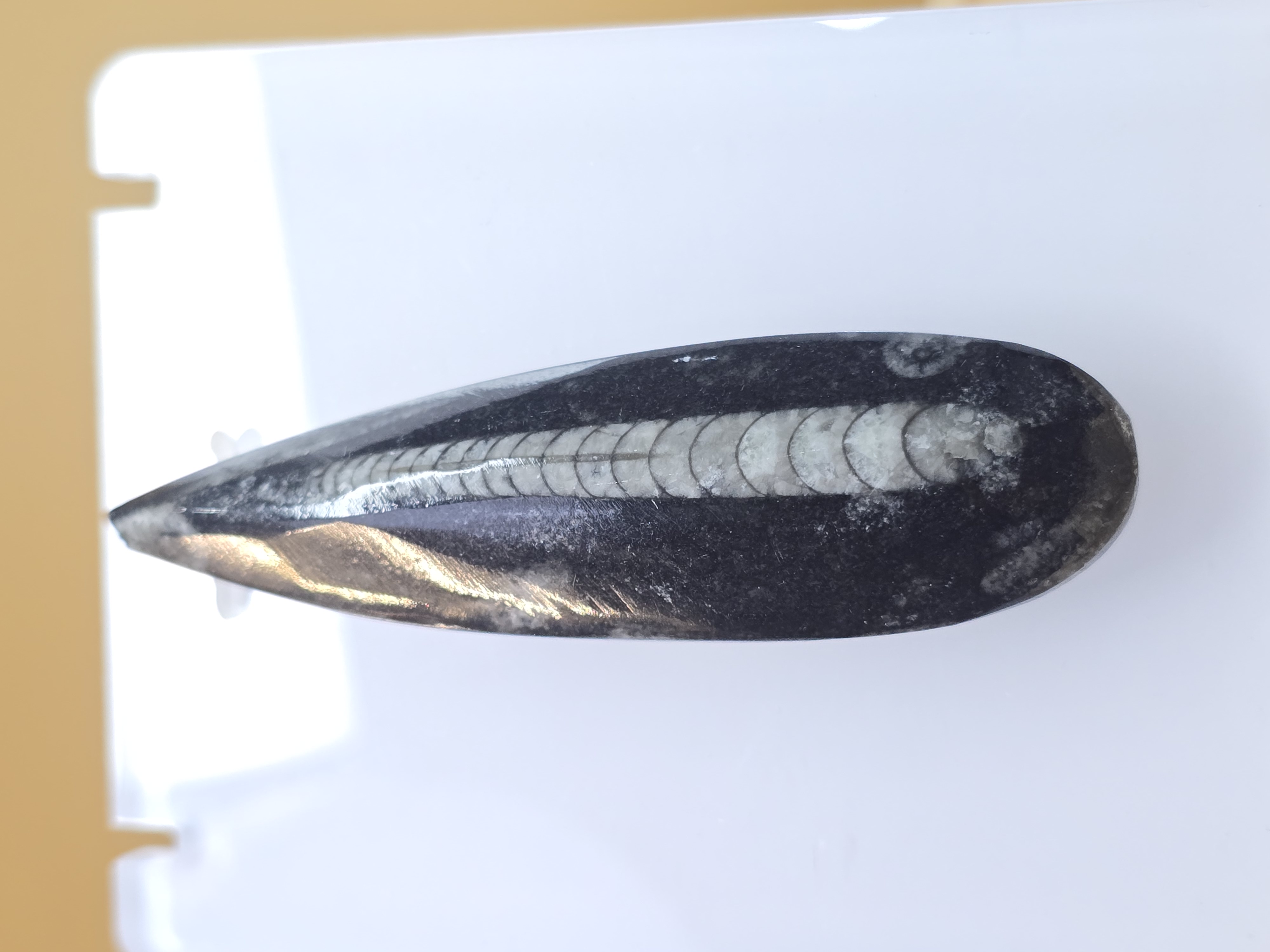 Hóa thạch Orthoceras - Morocco_thumbnail_1