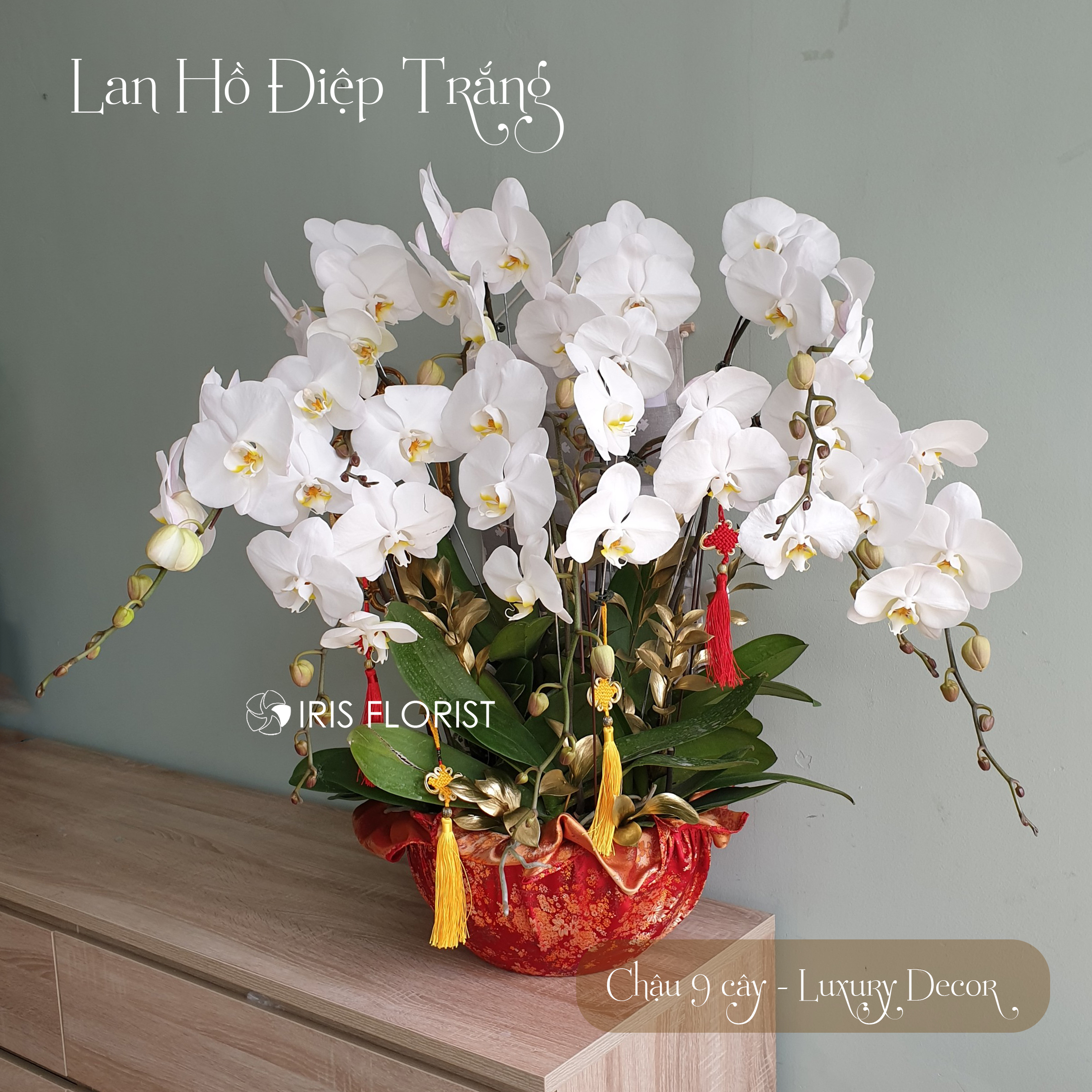 Chậu Lan Hồ Điệp (Đại Lan) - Màu Trắng - 9 cây (Luxury Decor)