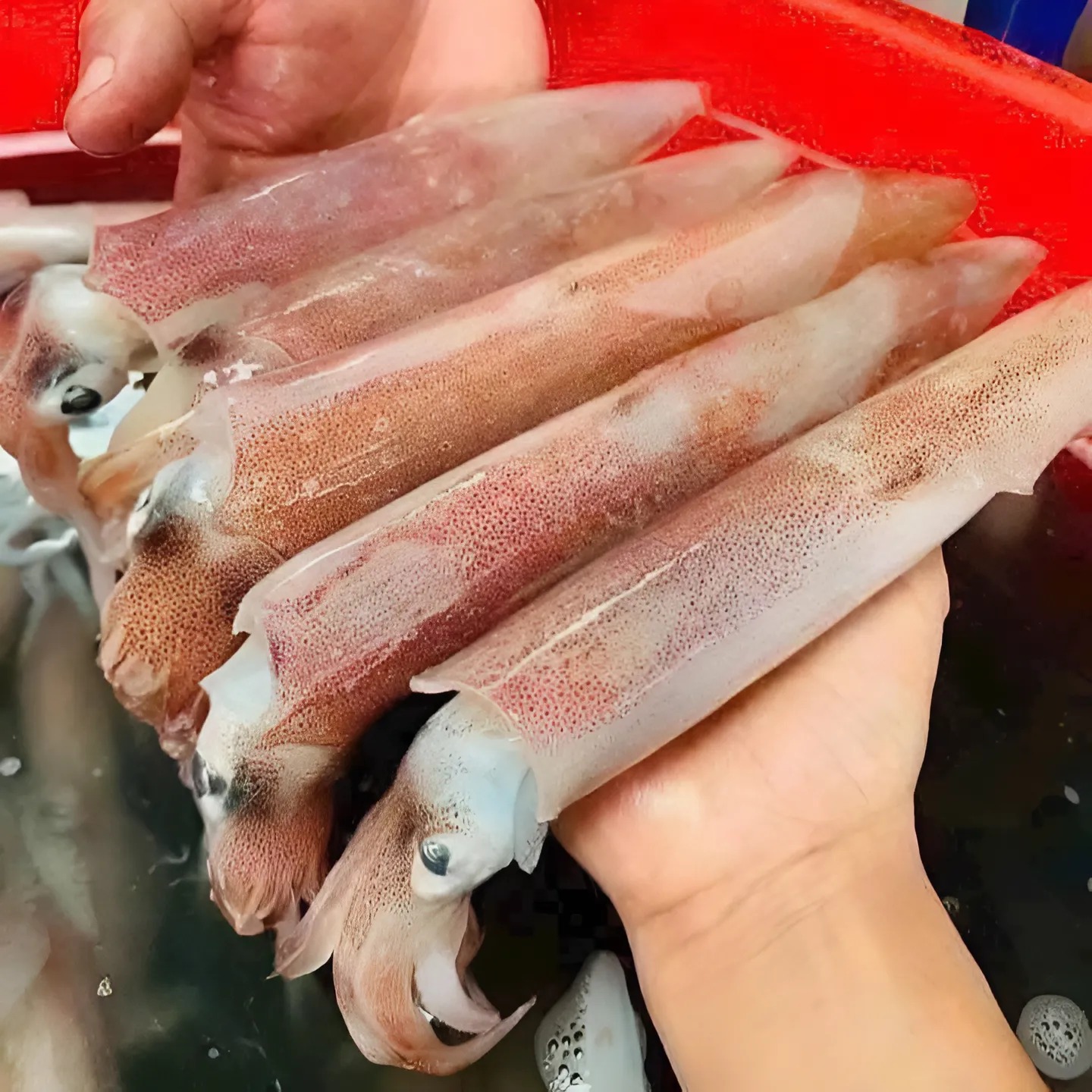 Mực Trứng Nháy_thumbnail_1