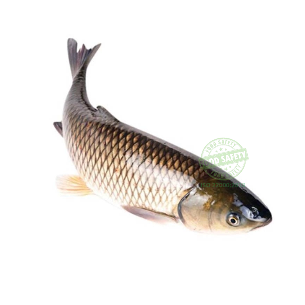 Cá trắm | Con 1KG