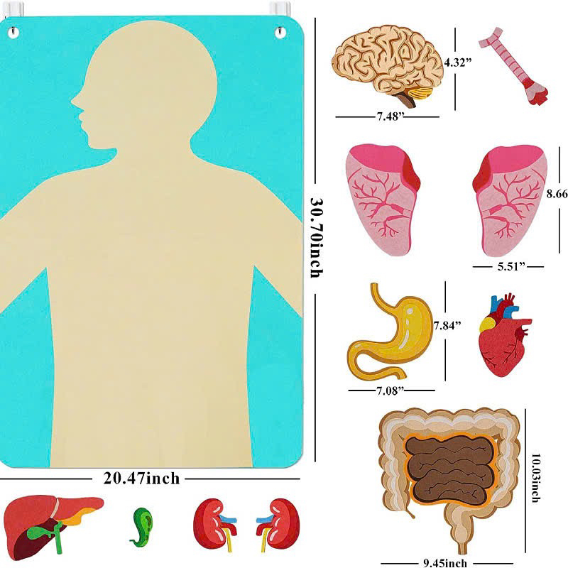 Vải dạ Human Body_thumbnail_1