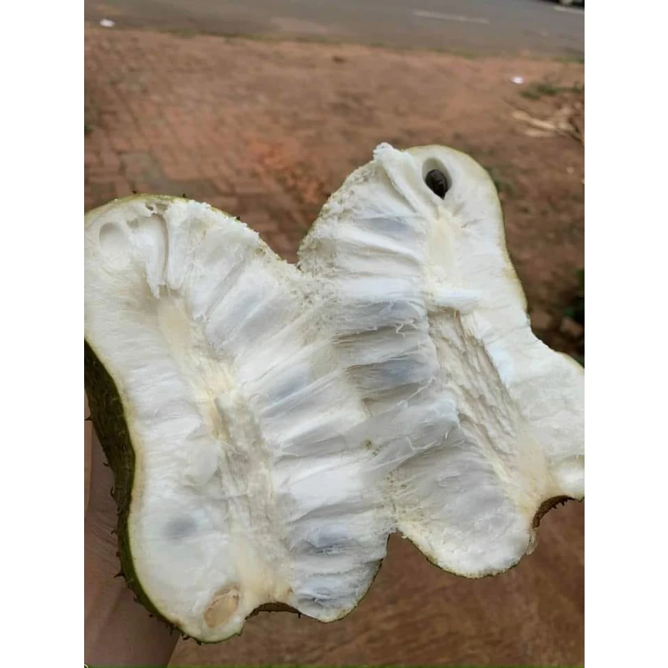 Mãng Cầu Xiêm_thumbnail_3