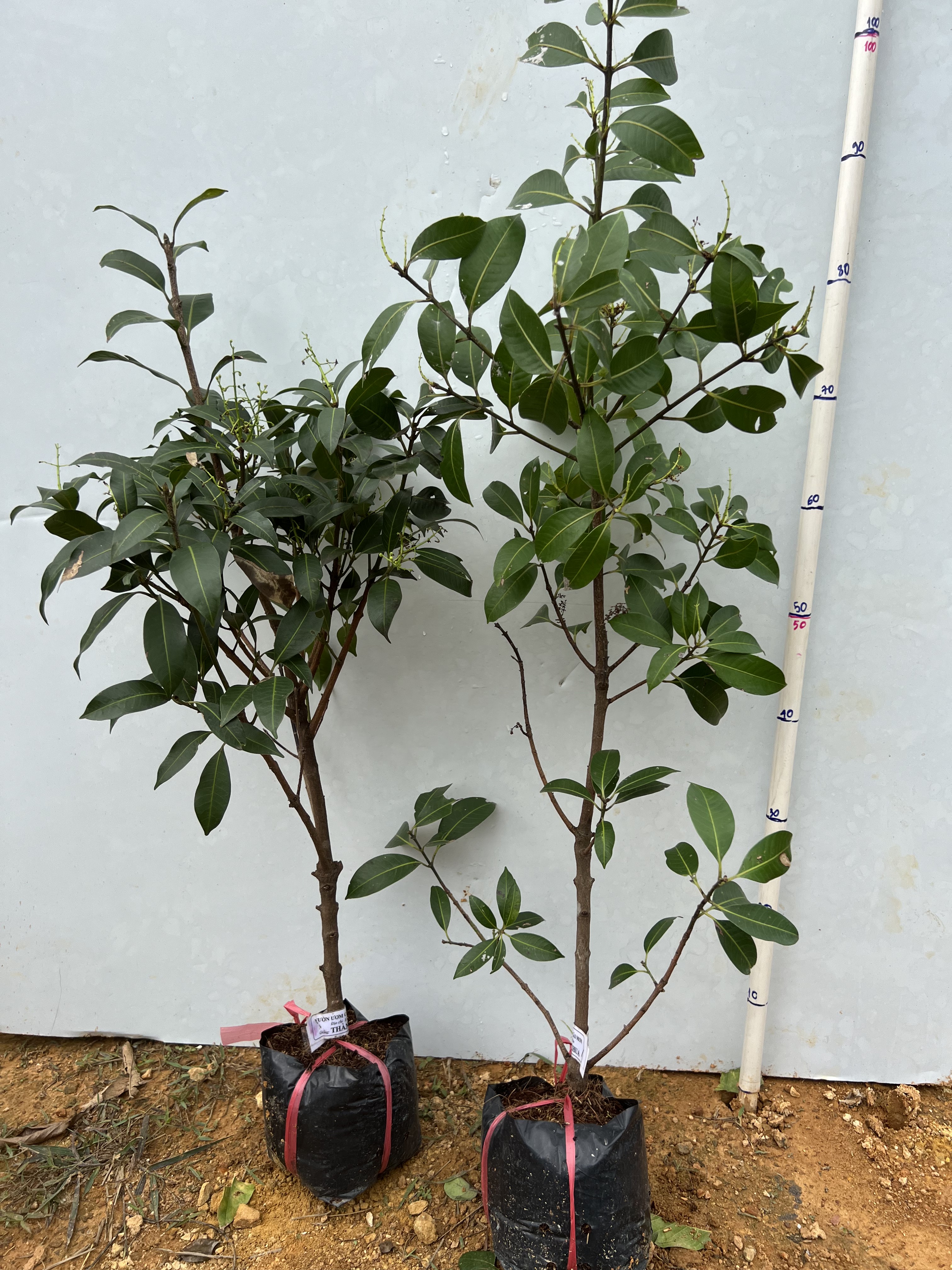 Cây thanh trà chua cao 50-60cm PT65 CALATA