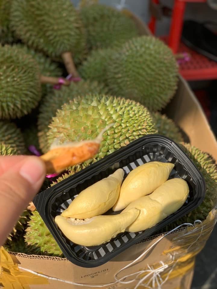 Trái - Sầu Riêng Chuồng Bò cổ - khui sầu_thumbnail_6