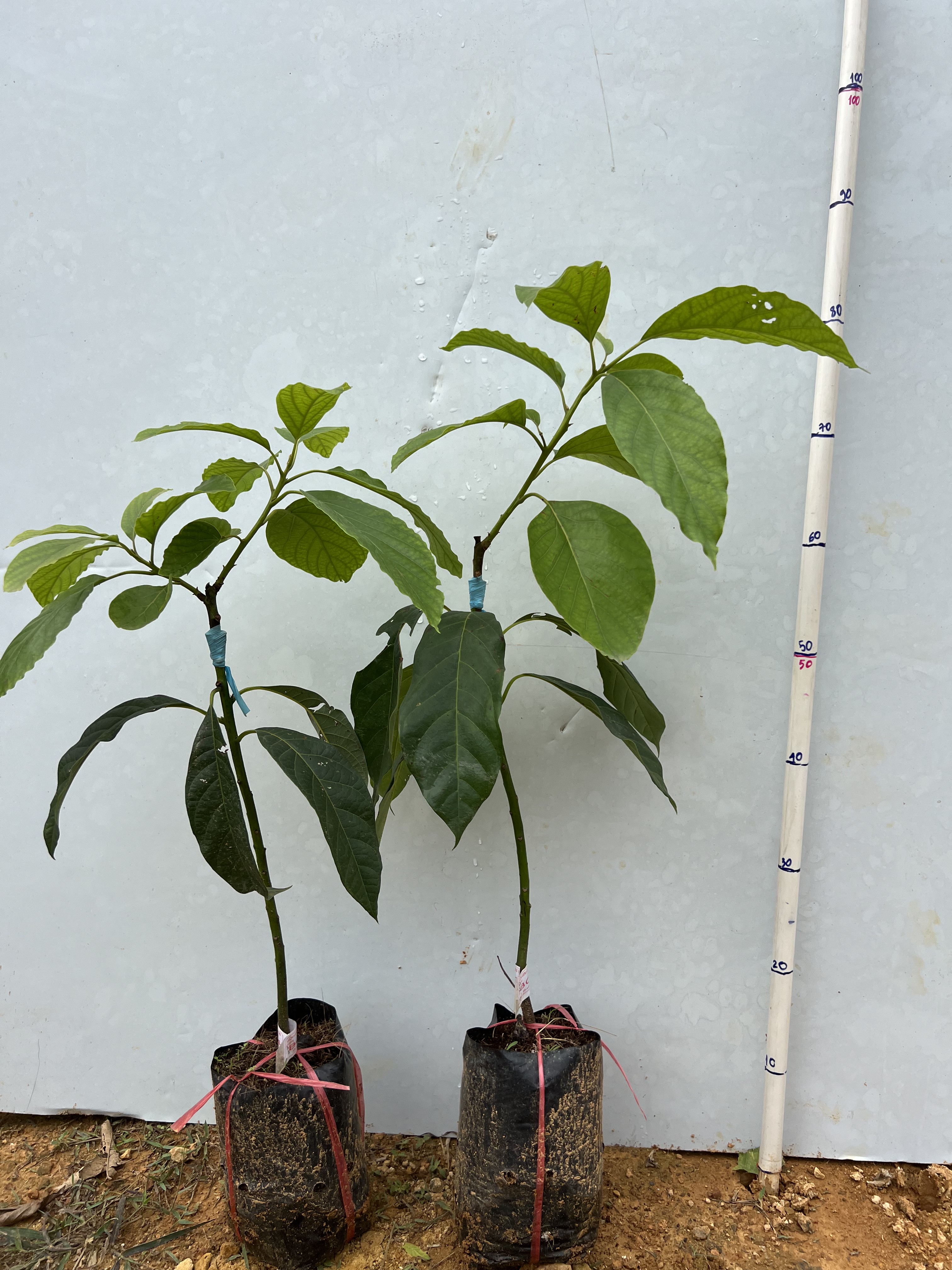 Bơ 034 cao 70-80cm PT69 CALATA