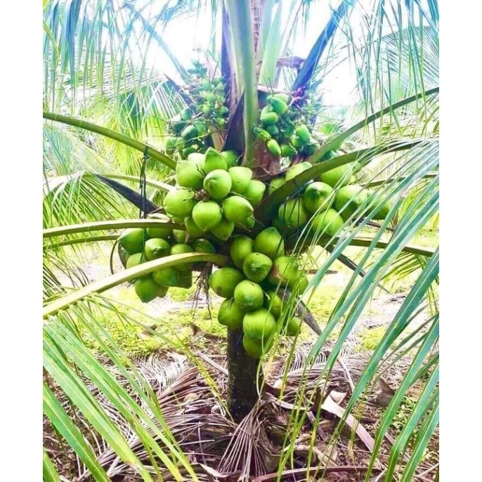 Dừa Xiêm Lùn_thumbnail_1