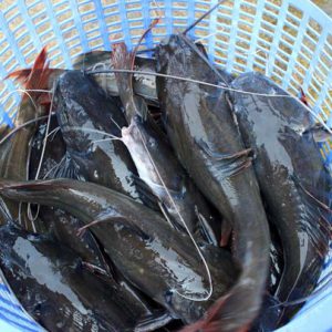 Cá bống bớp Thân béo, Bổ dưỡng - Thích hợp cho Món kho_thumbnail_2