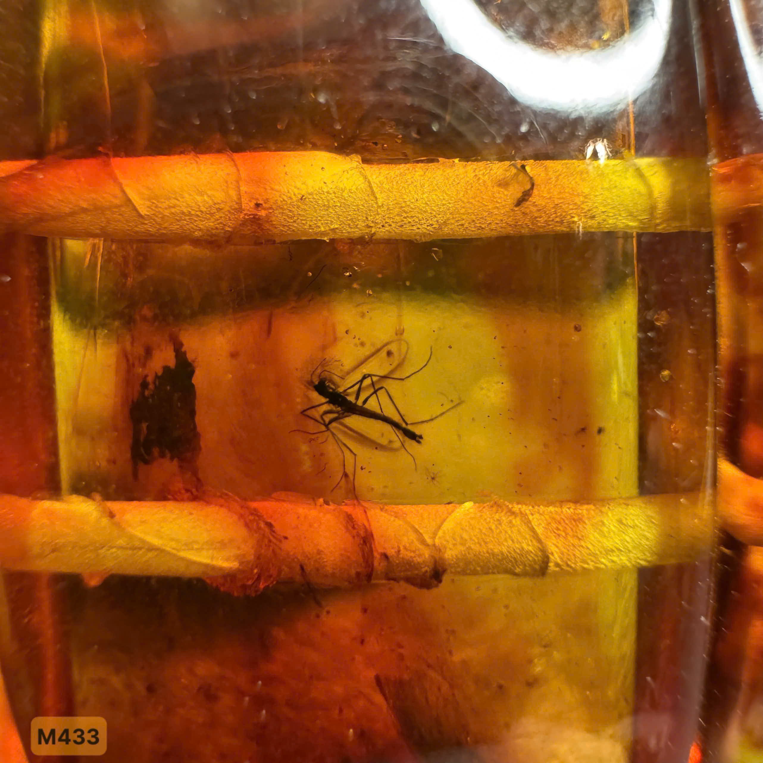 Lắc Bản Côn Trùng Ánh Huyết - M433_thumbnail_3