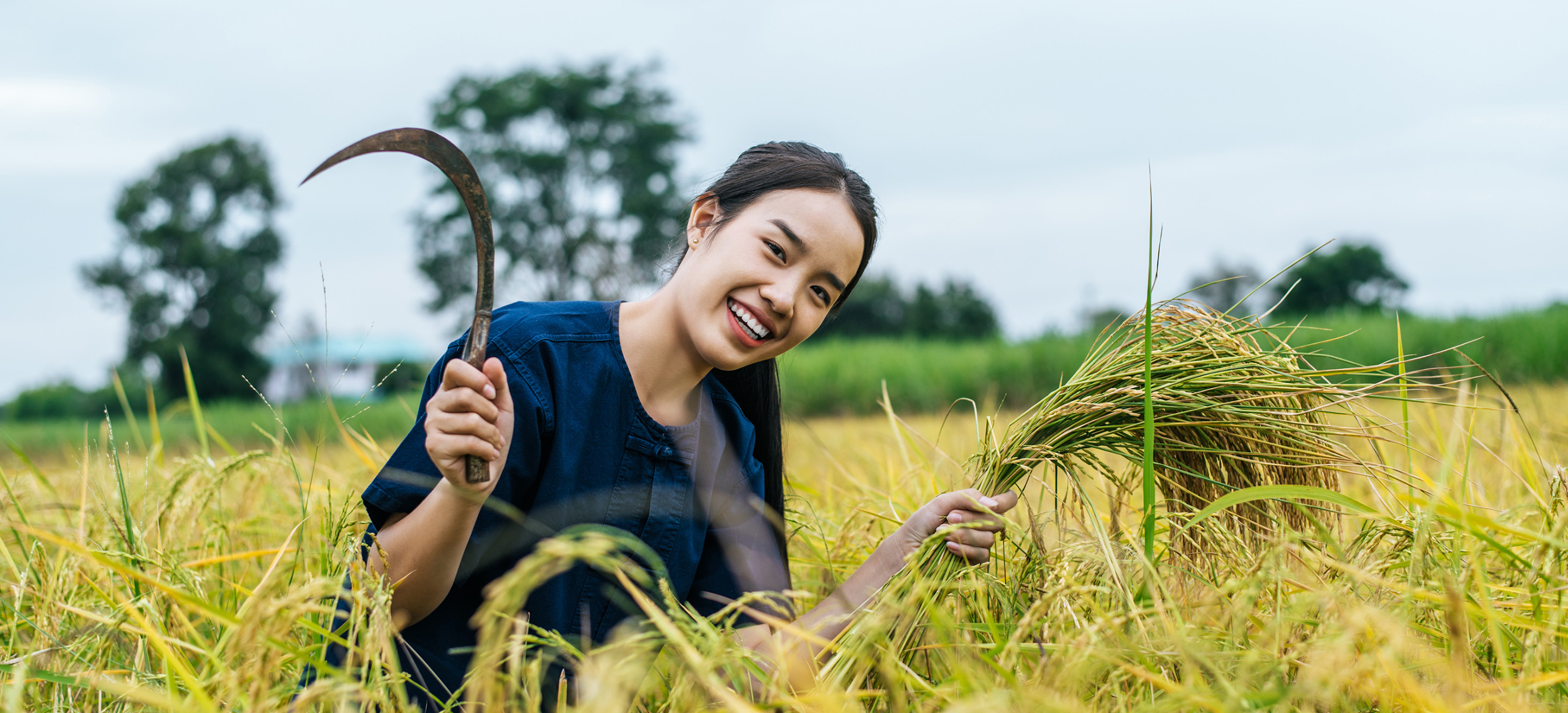 young-asian-female-farmer-harvest-ripe-rice
