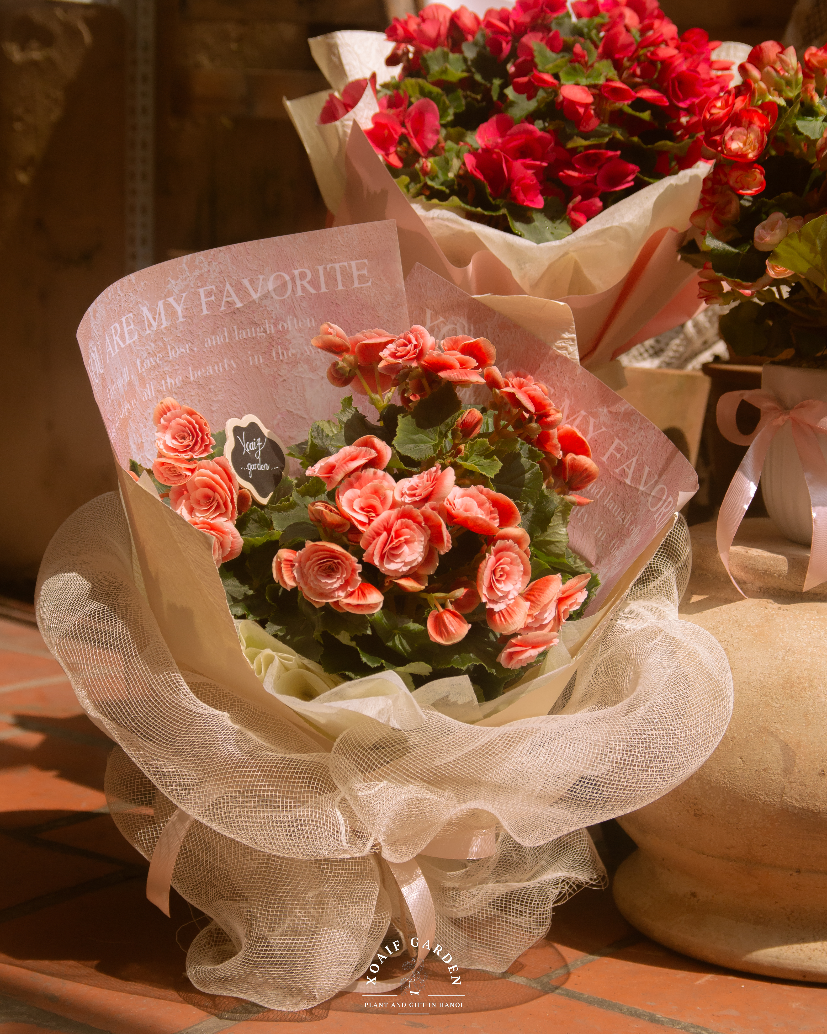 SET QUÀ TẶNG CÂY THU HẢI ĐƯỜNG